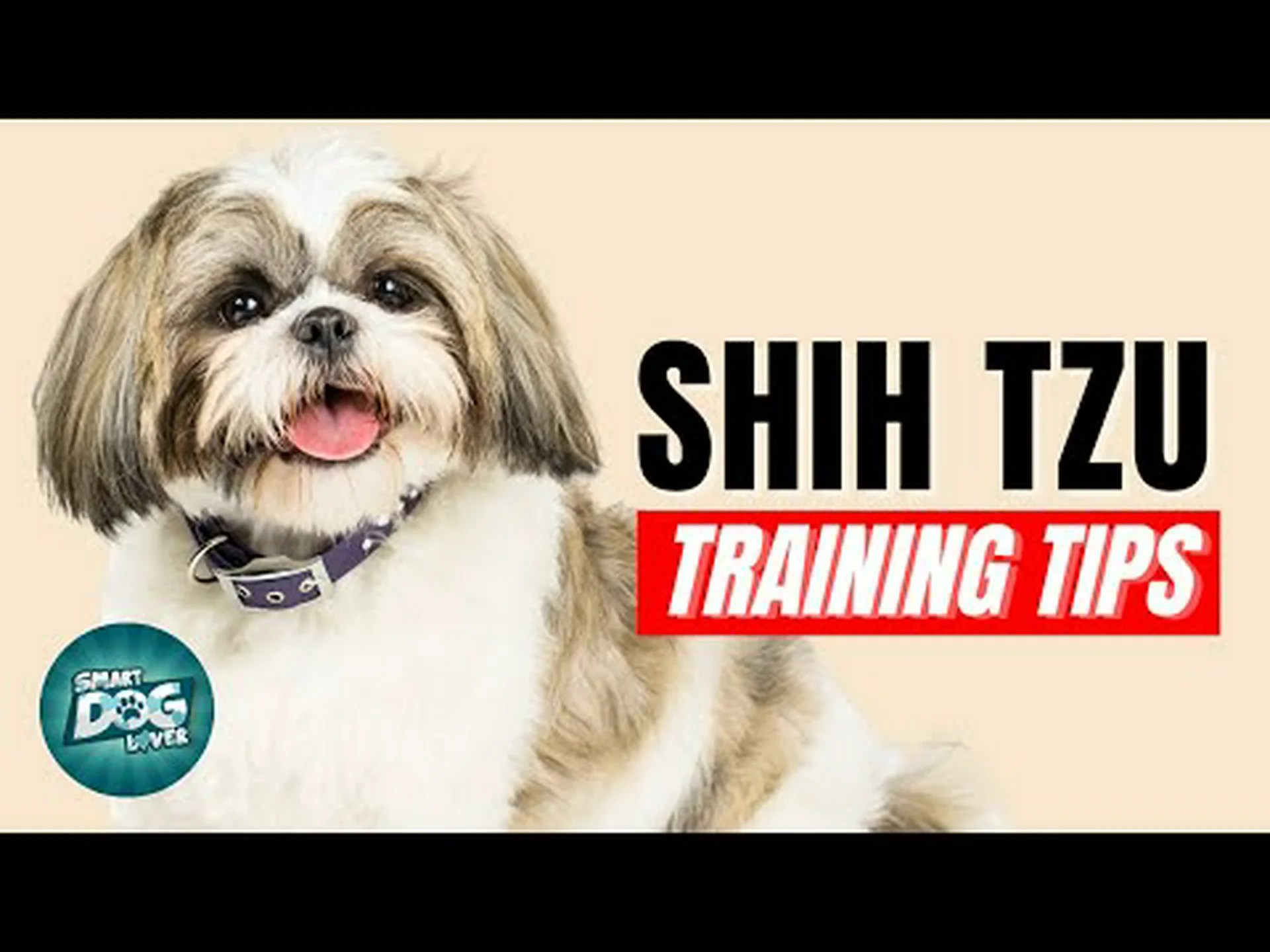 シーズーのトレーニング: 最良のヒント、よくある間違いなど! シーズーのトレーニング: 最良のヒント、よくある間違いなど!