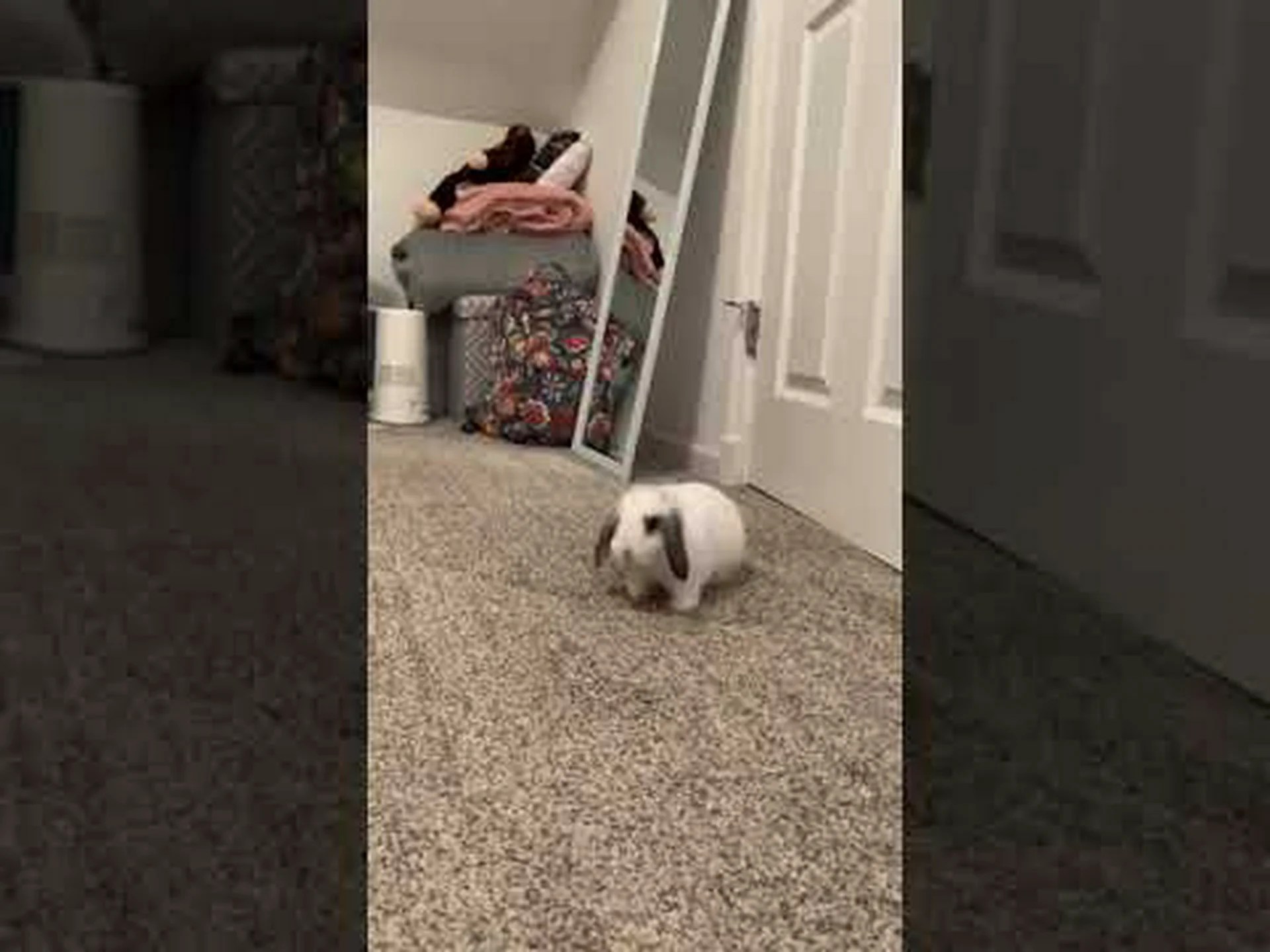 ミニロップウサギのサイズ比較: ミニロップウサギはどれくらい大きくなりますか? ミニロップウサギのサイズ比較: ミニロップウサギはどれくらい大きくなりますか?