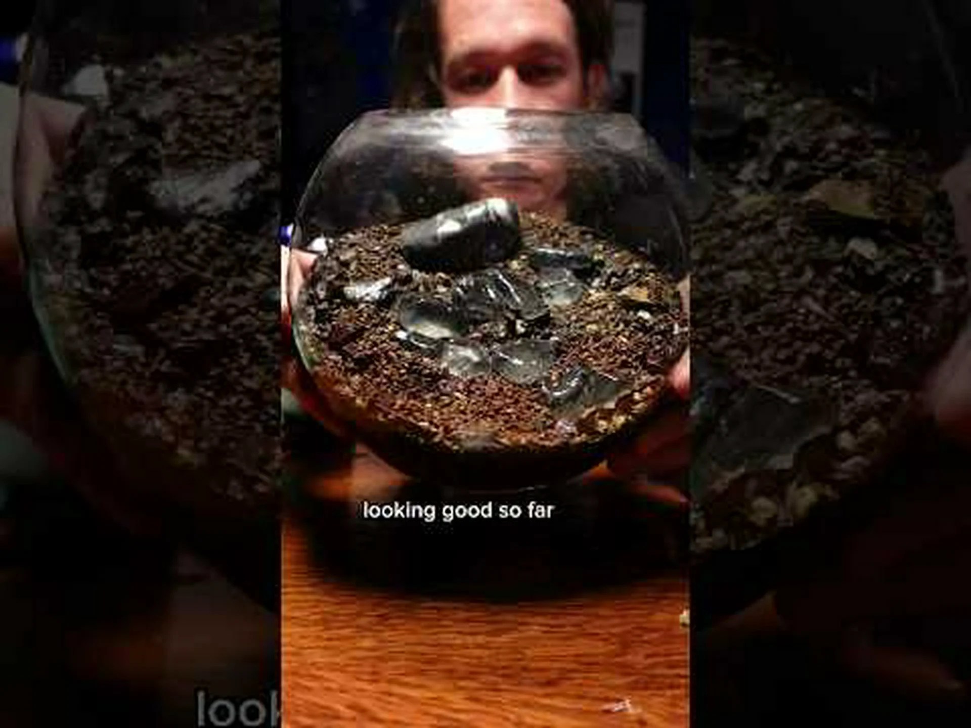 カタツムリのテラリウム: 最高のカタツムリの生息地を作るための 8 つのヒント カタツムリのテラリウム: 最高のカタツムリの生息地を作るための 8 つのヒント