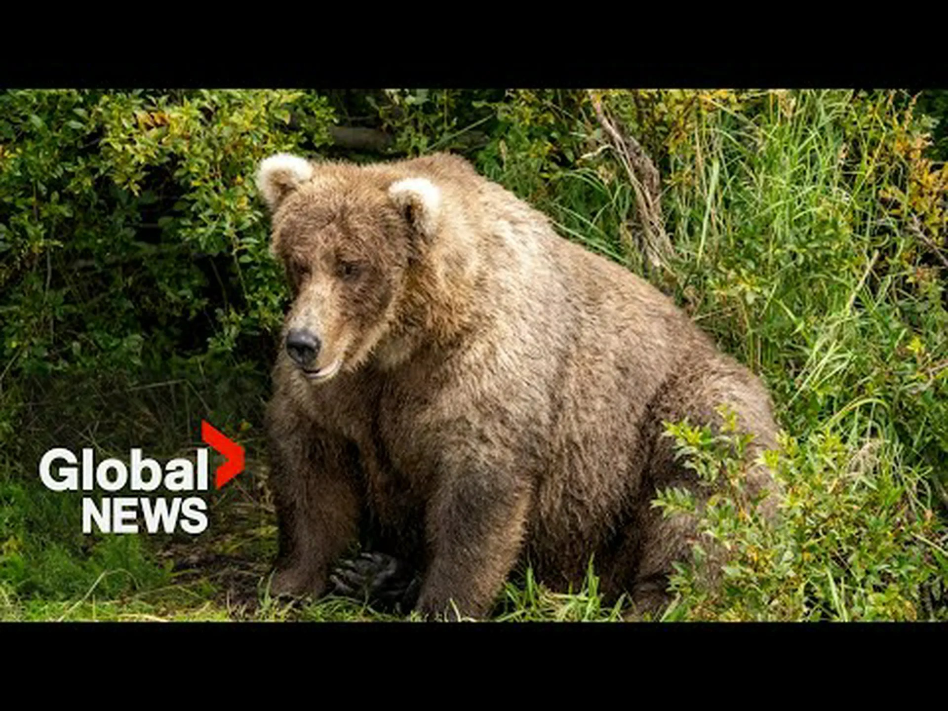 オハイオ州でこれまでに捕獲された最大のクマを発見 オハイオ州でこれまでに捕獲された最大のクマを発見