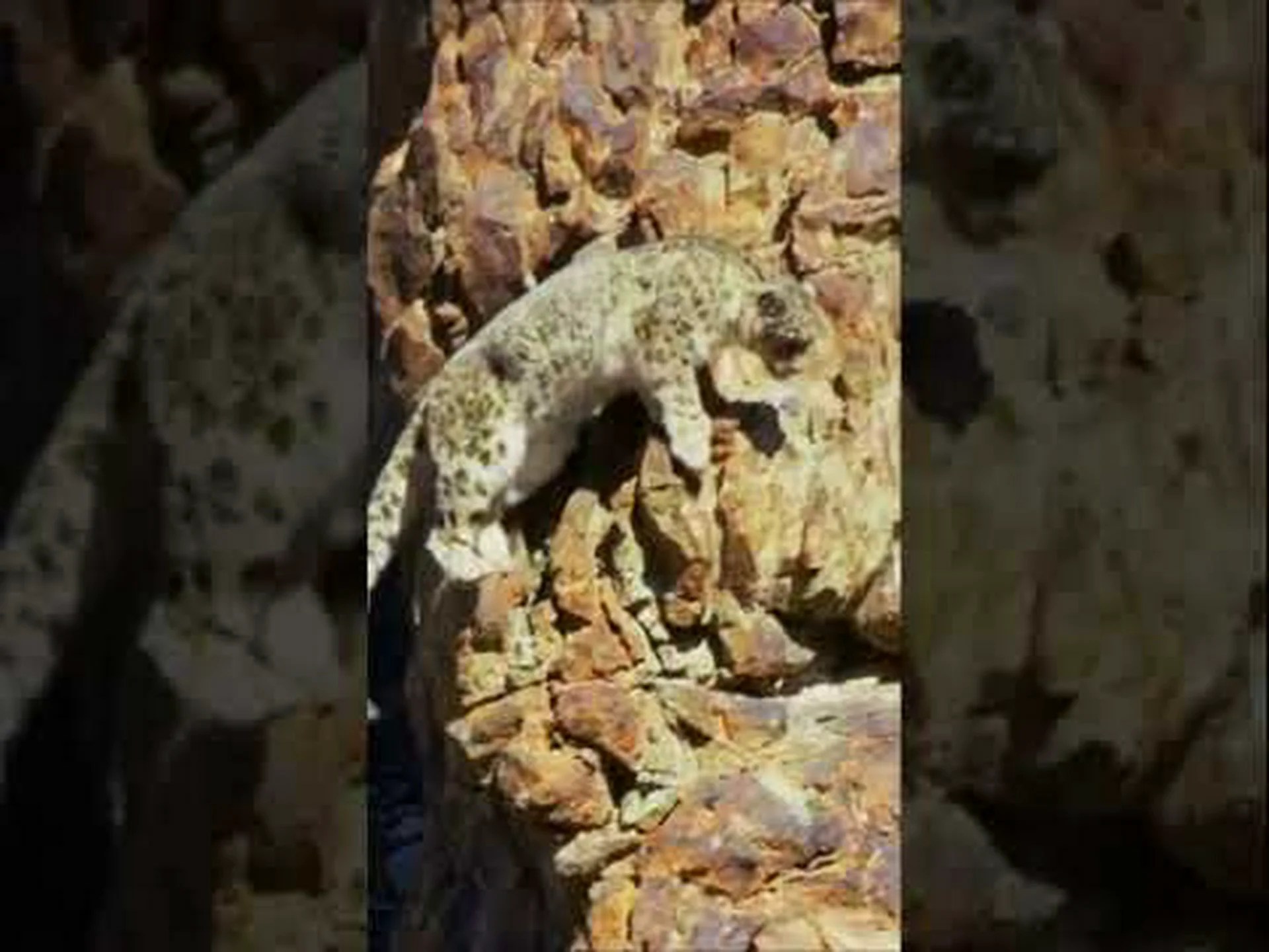 インターネットを熱狂させている、隠れたユキヒョウのバイラル写真をご覧ください インターネットを熱狂させている、隠れたユキヒョウのバイラル写真をご覧ください