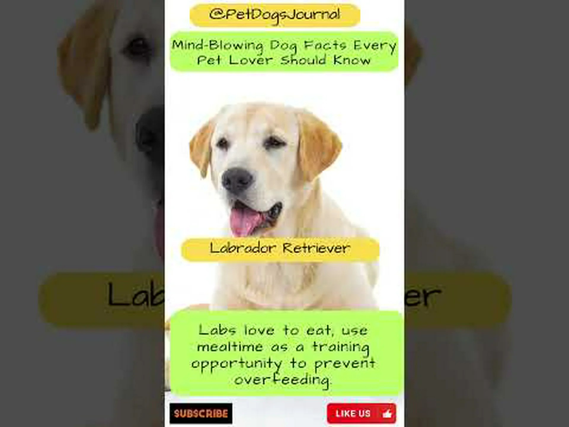 ラブラドールレトリバーの驚くべき10の事実 ラブラドールレトリバーの驚くべき10の事実