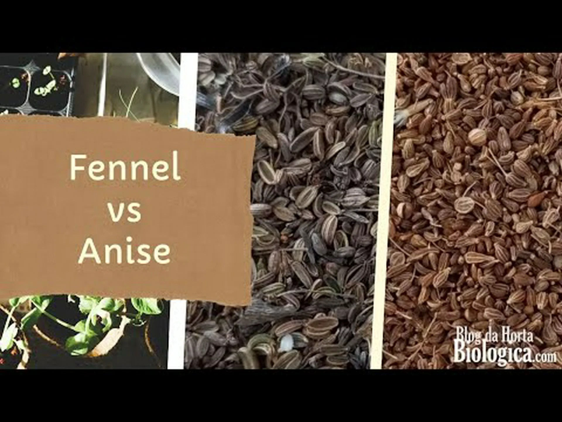 アニスとフェンネル: 5 つの主な違い アニスとフェンネル: 5 つの主な違い