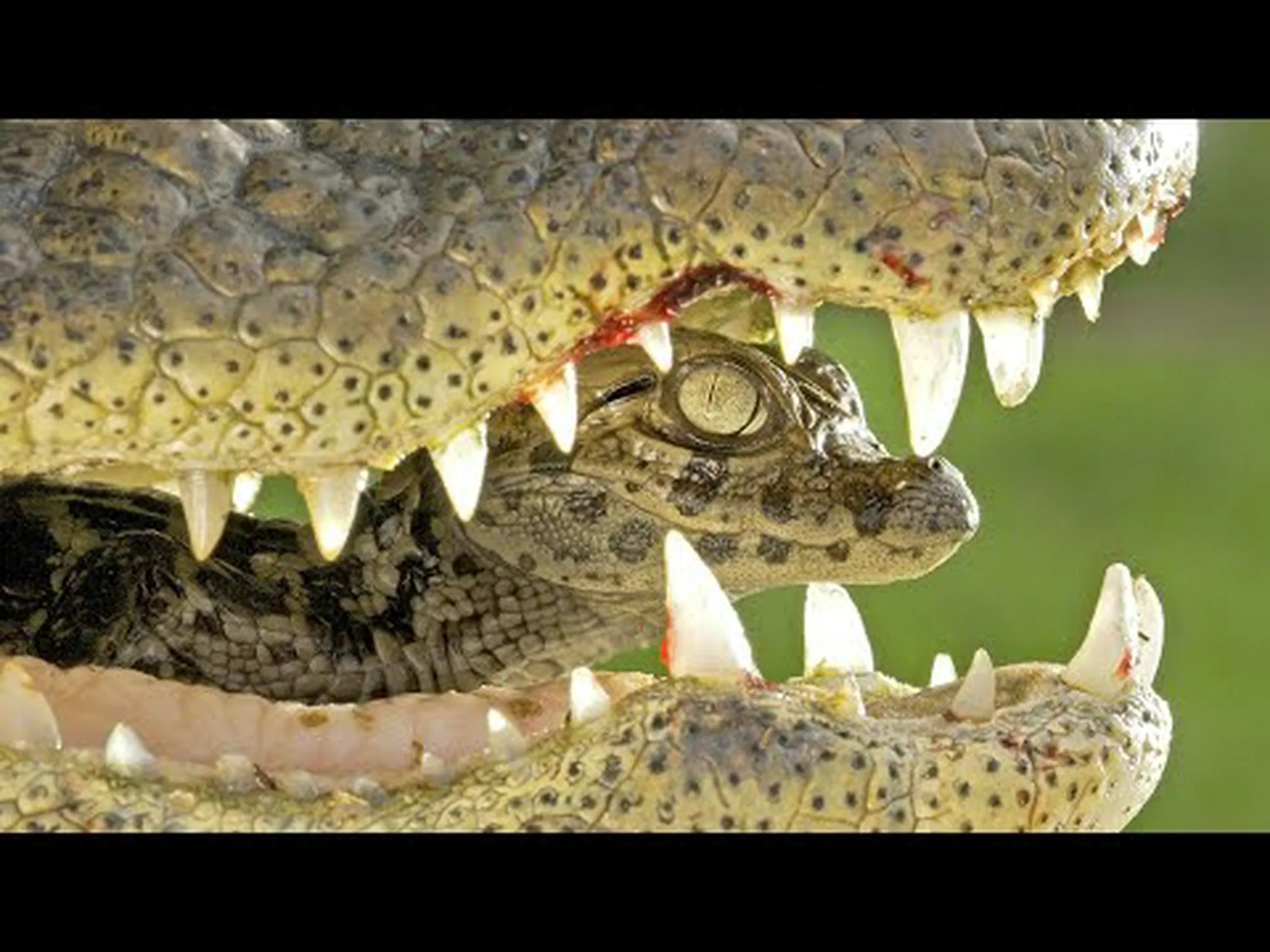 赤ちゃんミンク: 10 枚の愛らしい写真と 9 つの驚くべき事実 赤ちゃんミンク: 10 枚の愛らしい写真と 9 つの驚くべき事実