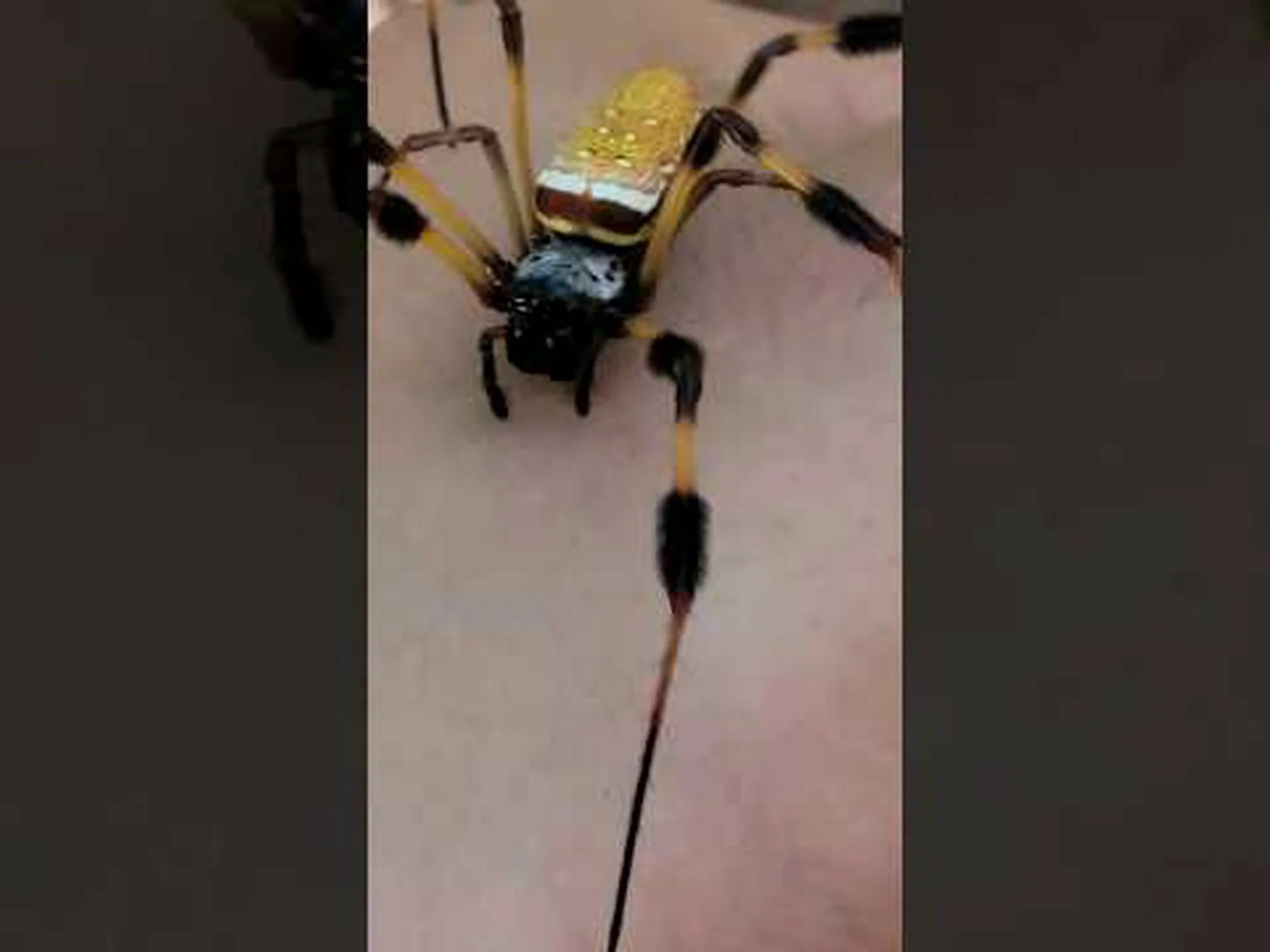 テキサス州のバナナグモ: 見分け方 テキサス州のバナナグモ: 見分け方