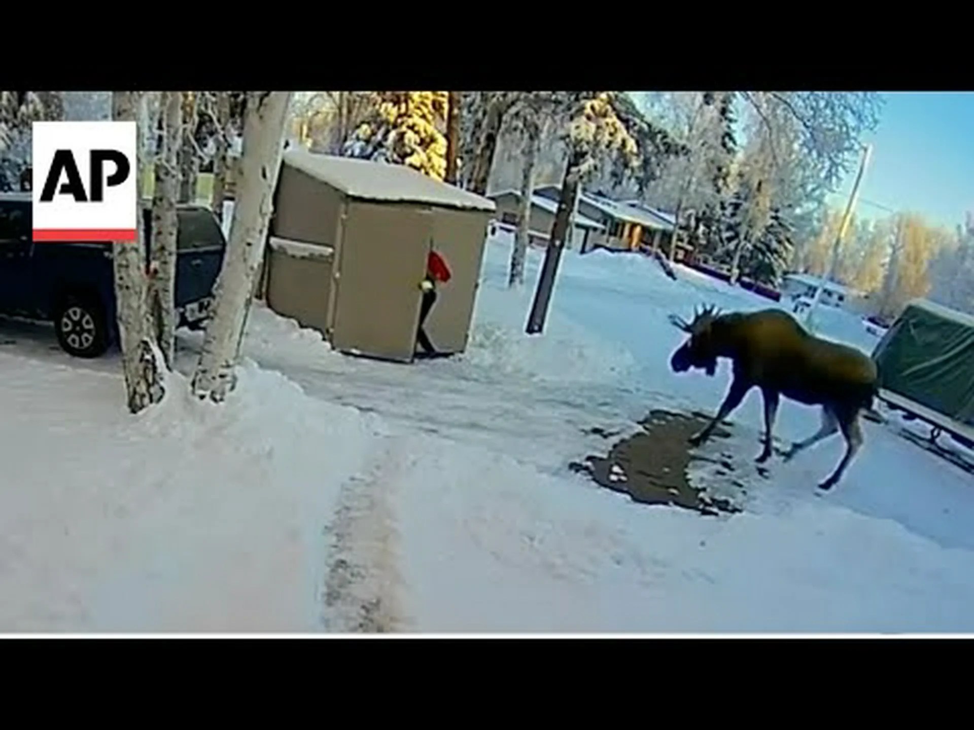 家ほどの大きさのヘラジカが木の後ろに隠れている男性のすぐ横を散歩する様子を観察する 家ほどの大きさのヘラジカが木の後ろに隠れている男性のすぐ横を散歩する様子を観察する