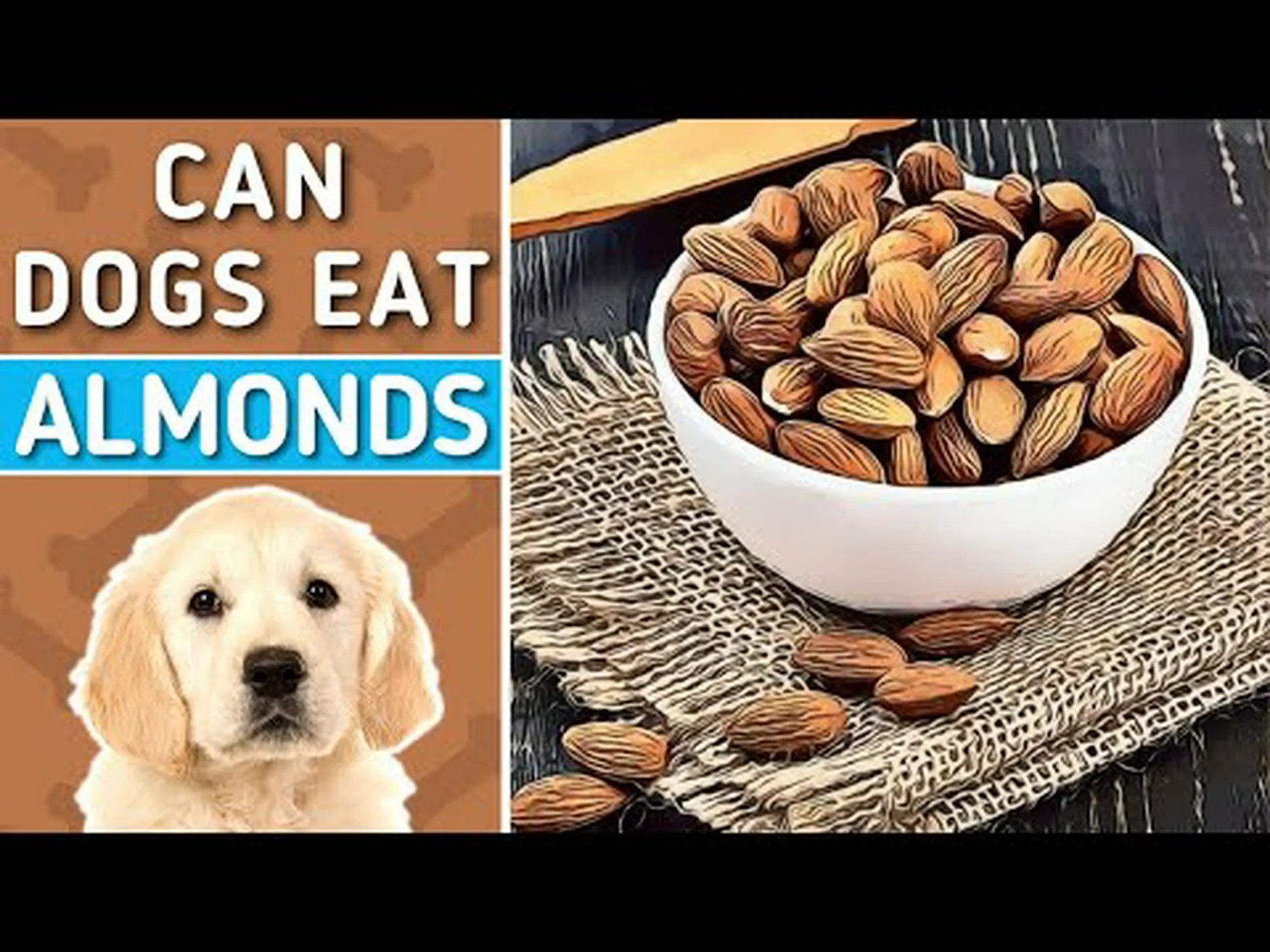 なぜ犬はアーモンドを食べてはいけないのでしょうか?危険な毒素とは何ですか? なぜ犬はアーモンドを食べてはいけないのでしょうか?危険な毒素とは何ですか?