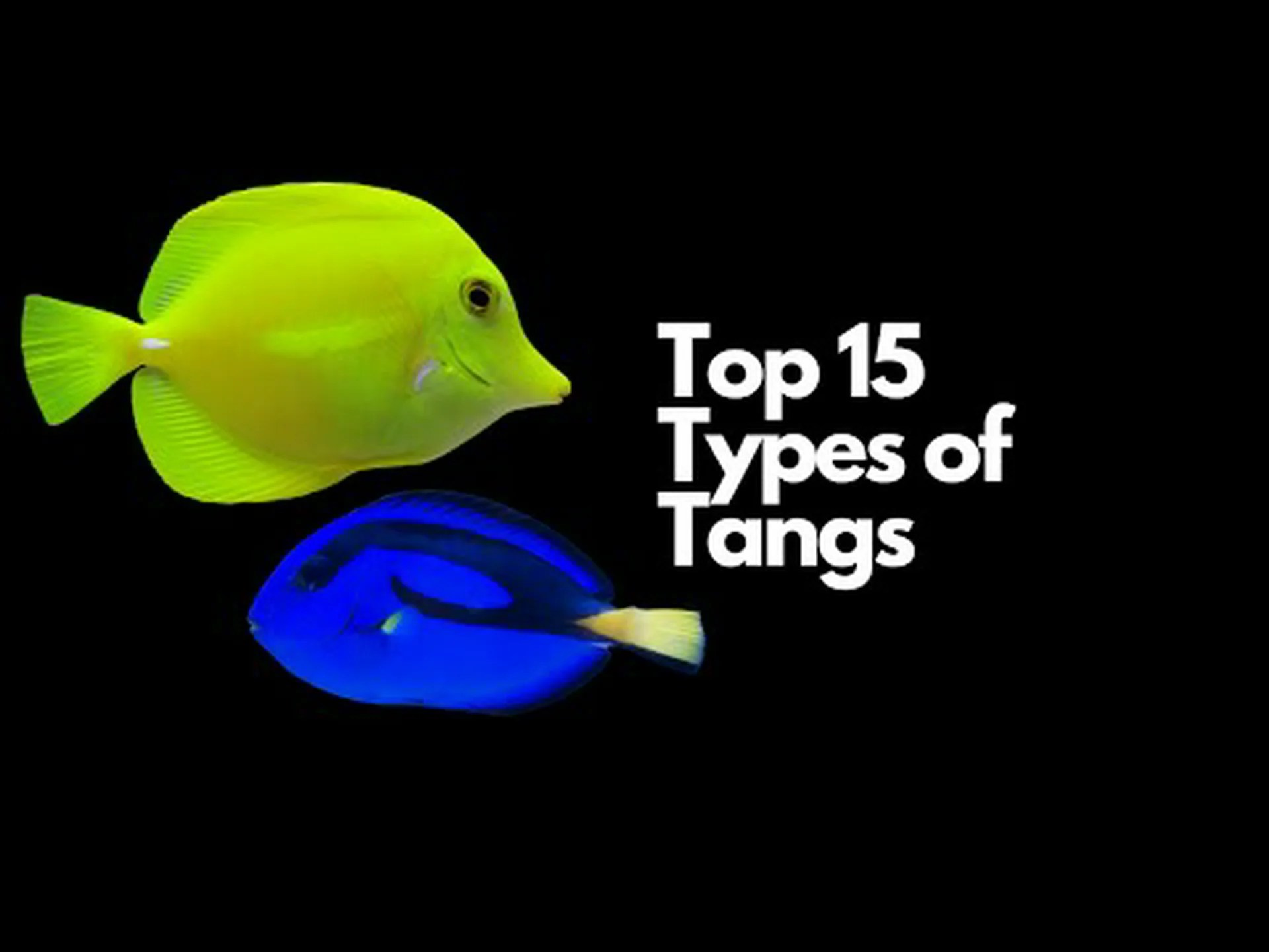 7 種類のハギ: 魚の選択、飼育、世話に関するガイド 7 種類のハギ: 魚の選択、飼育、世話に関するガイド