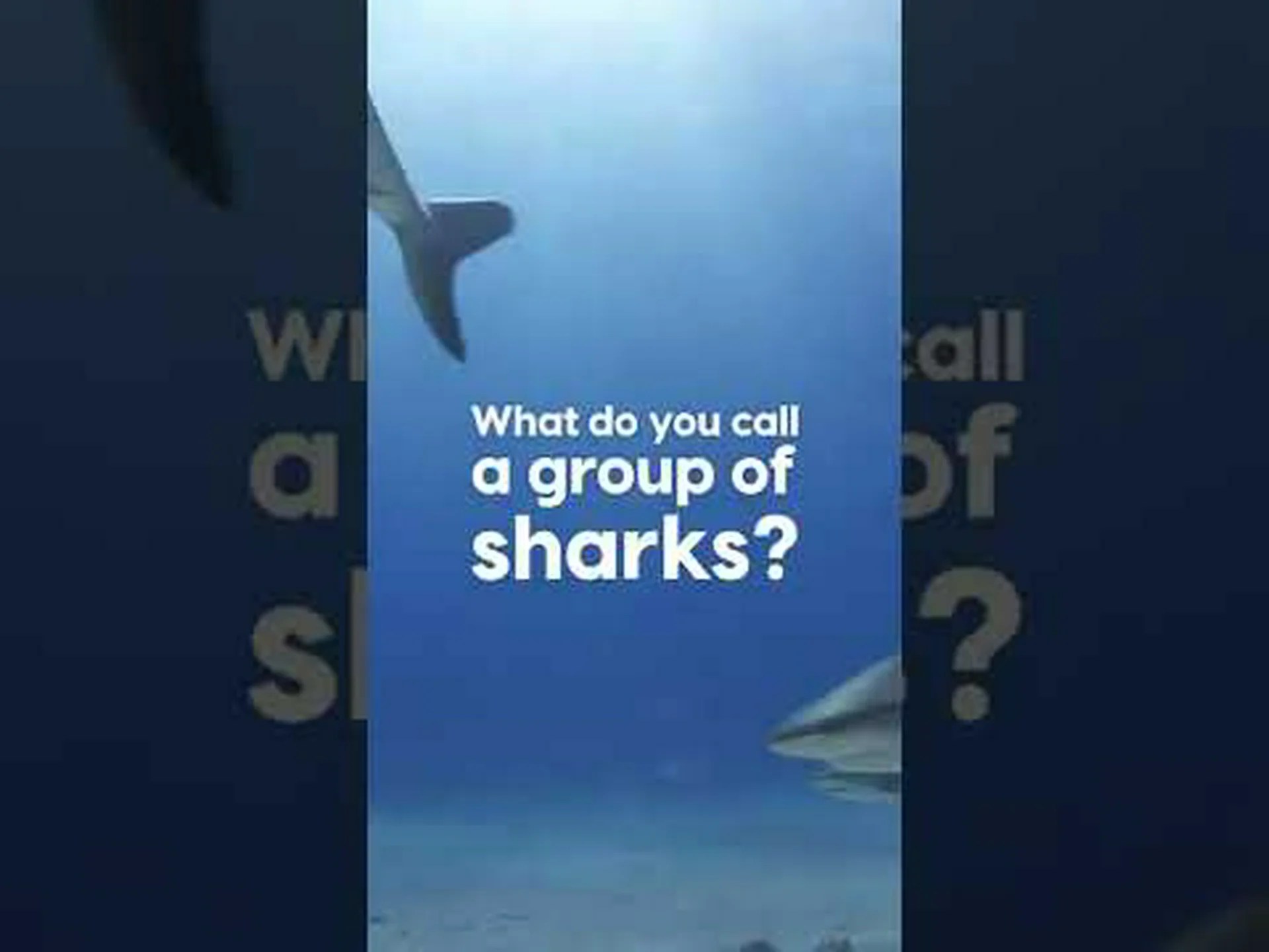 サメのグループは何と呼ばれますか?(そしてなぜ?) サメのグループは何と呼ばれますか?(そしてなぜ?)