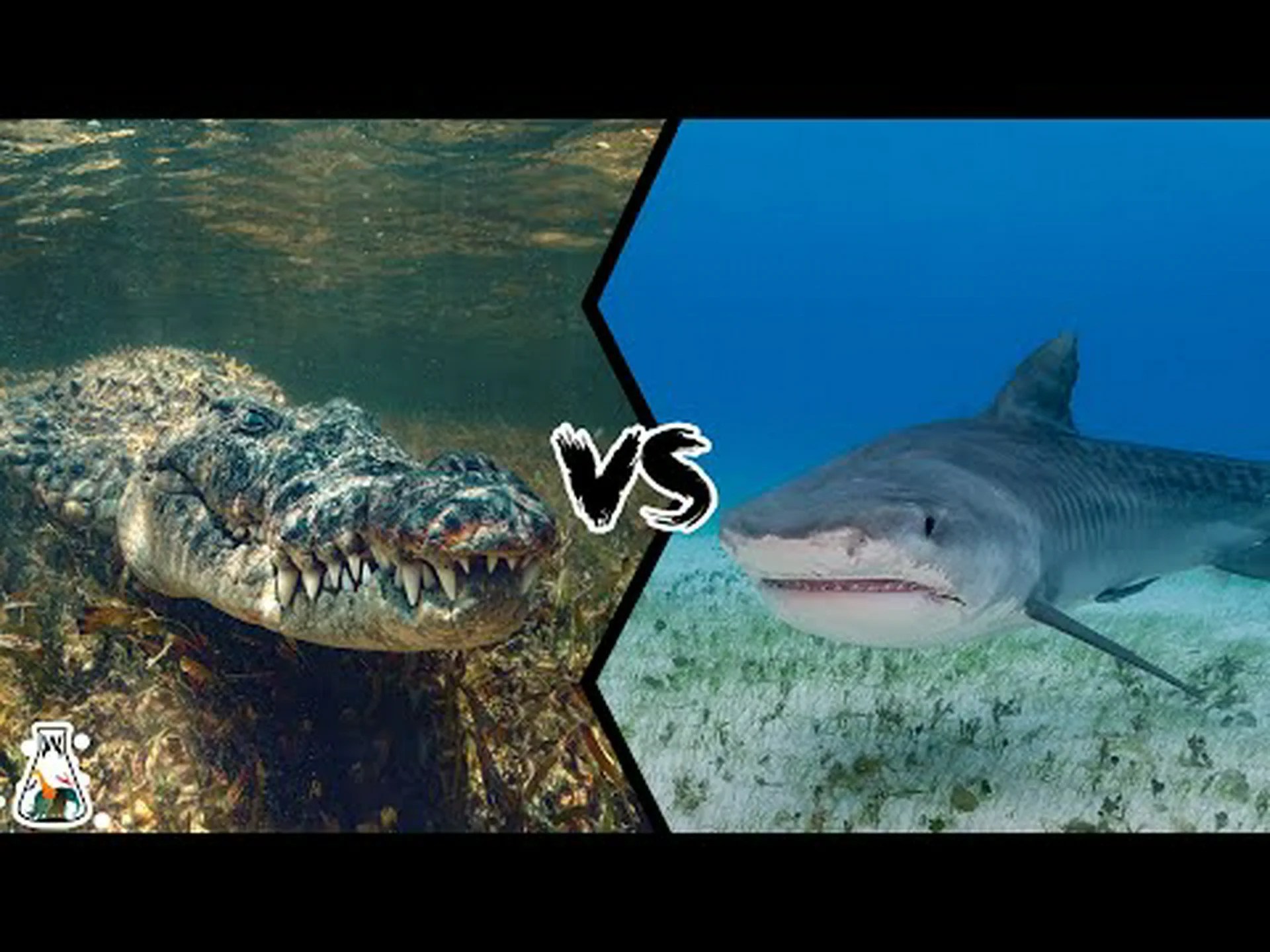 シュモクザメ vs イリエワニ: 戦ったらどちらが勝つでしょうか? シュモクザメ vs イリエワニ: 戦ったらどちらが勝つでしょうか?