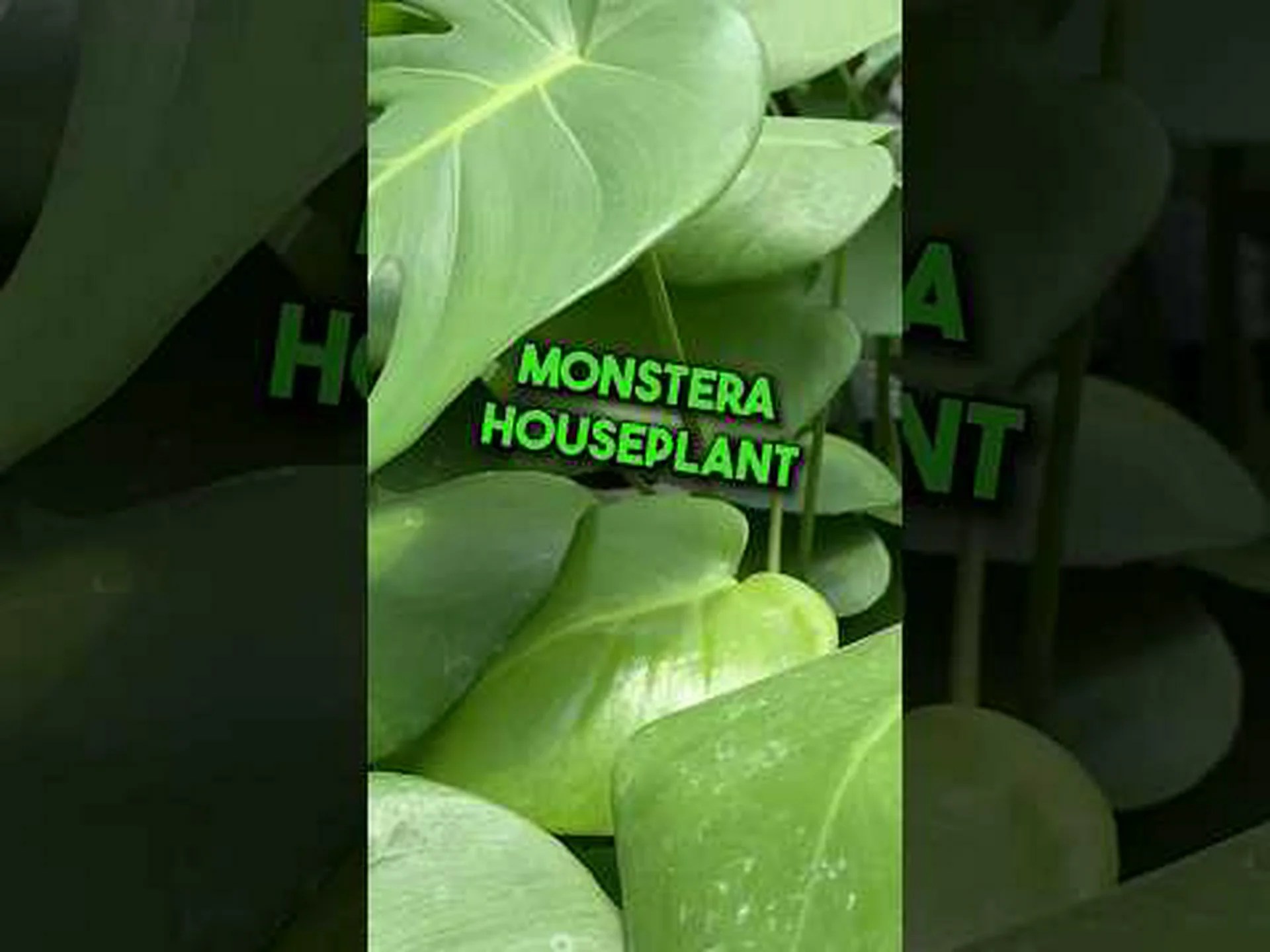 モンステラの観葉植物の植え替え方法 モンステラの観葉植物の植え替え方法