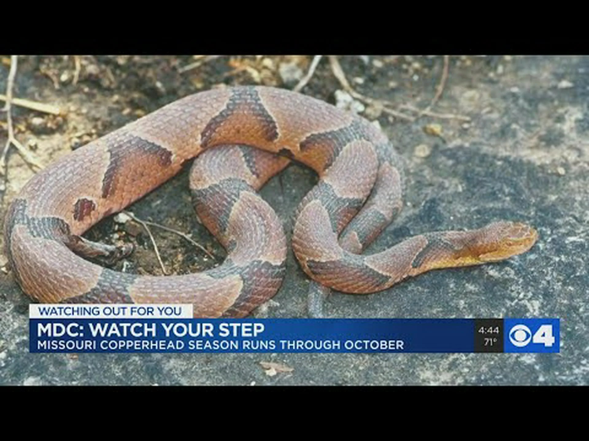 ミズーリマムシが最も活発になる時期を知る ミズーリマムシが最も活発になる時期を知る