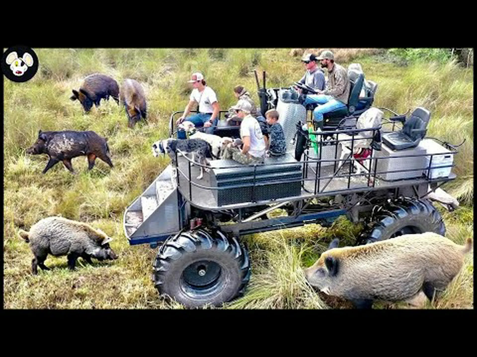 コロラド州のイノシシ: どこを歩き回っていて危険ですか? コロラド州のイノシシ: どこを歩き回っていて危険ですか?