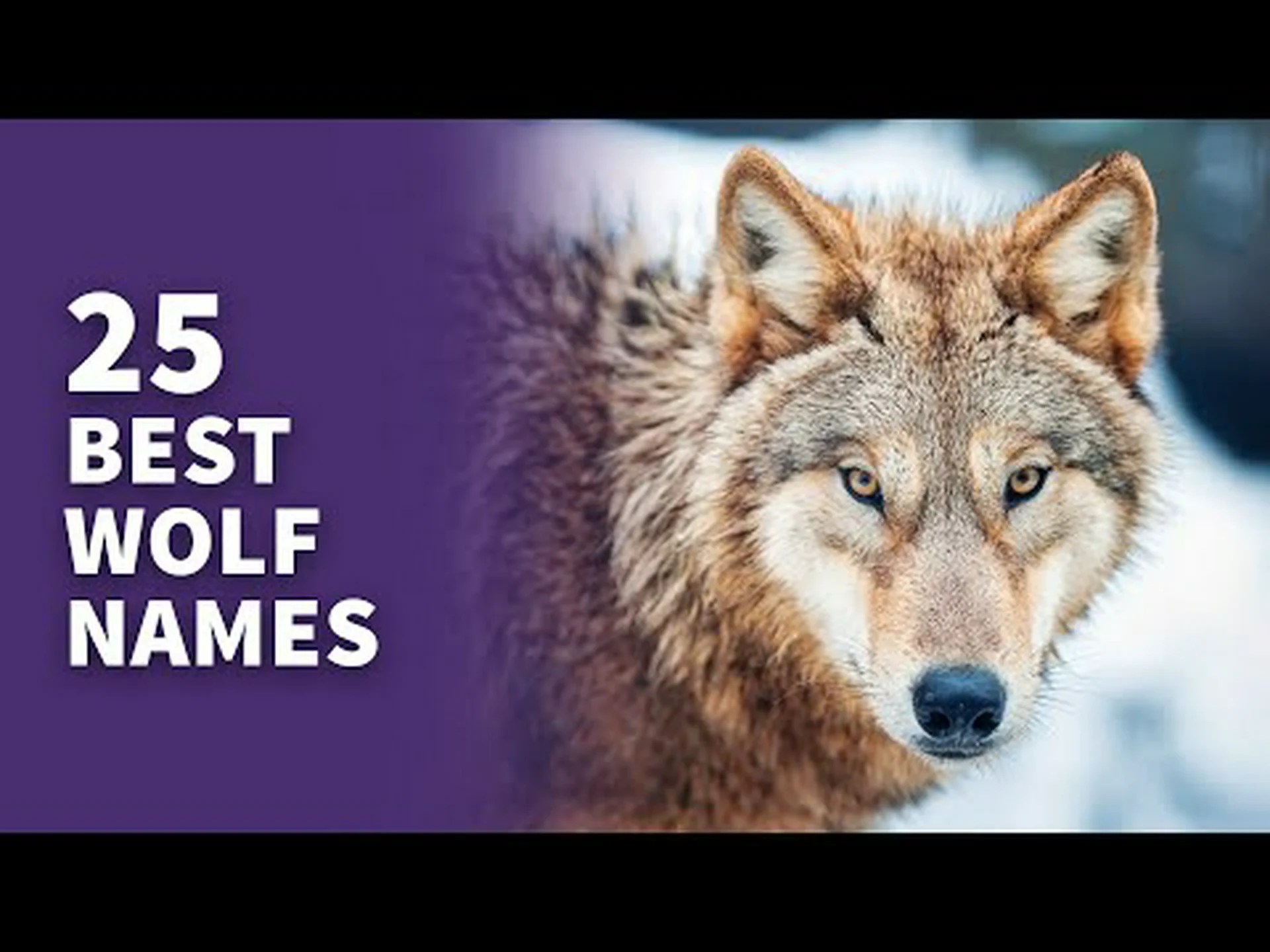 オオカミの名前の絶対最高のリスト オオカミの名前の絶対最高のリスト