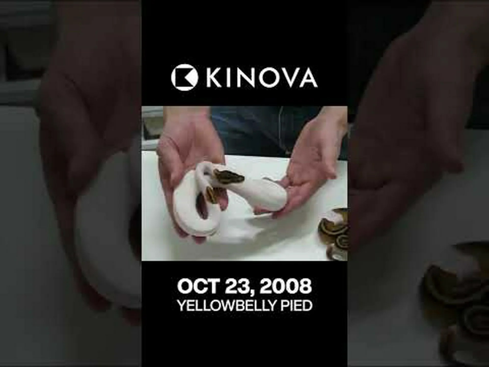 マエハゲヘビとは何ですか、またどれくらい珍しいですか マエハゲヘビとは何ですか、またどれくらい珍しいですか