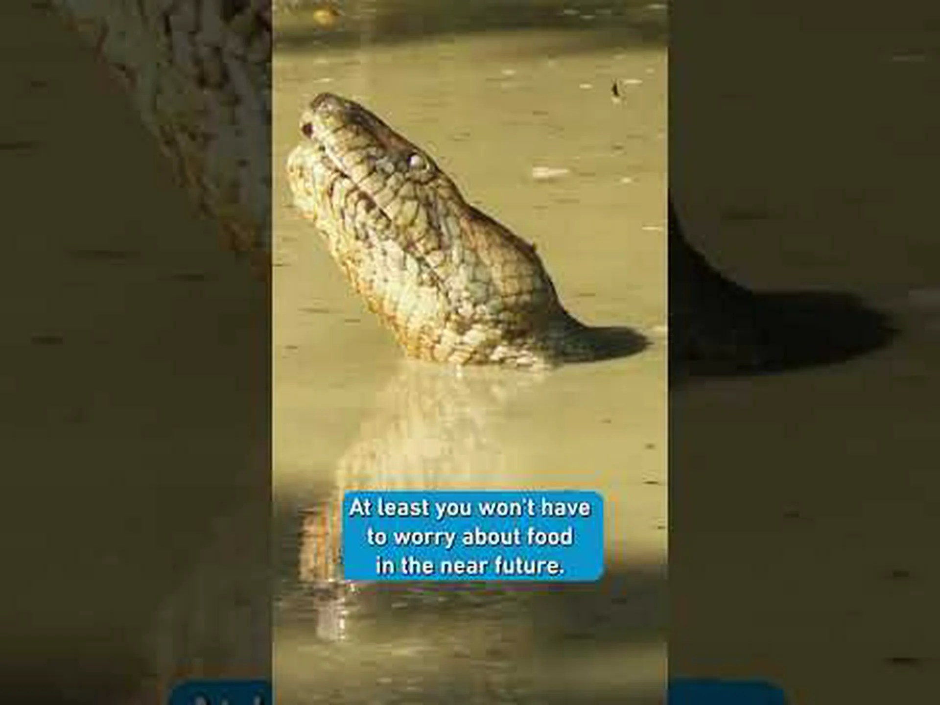 アナコンダは何を食べるの?彼らの食事ガイド アナコンダは何を食べるの?彼らの食事ガイド