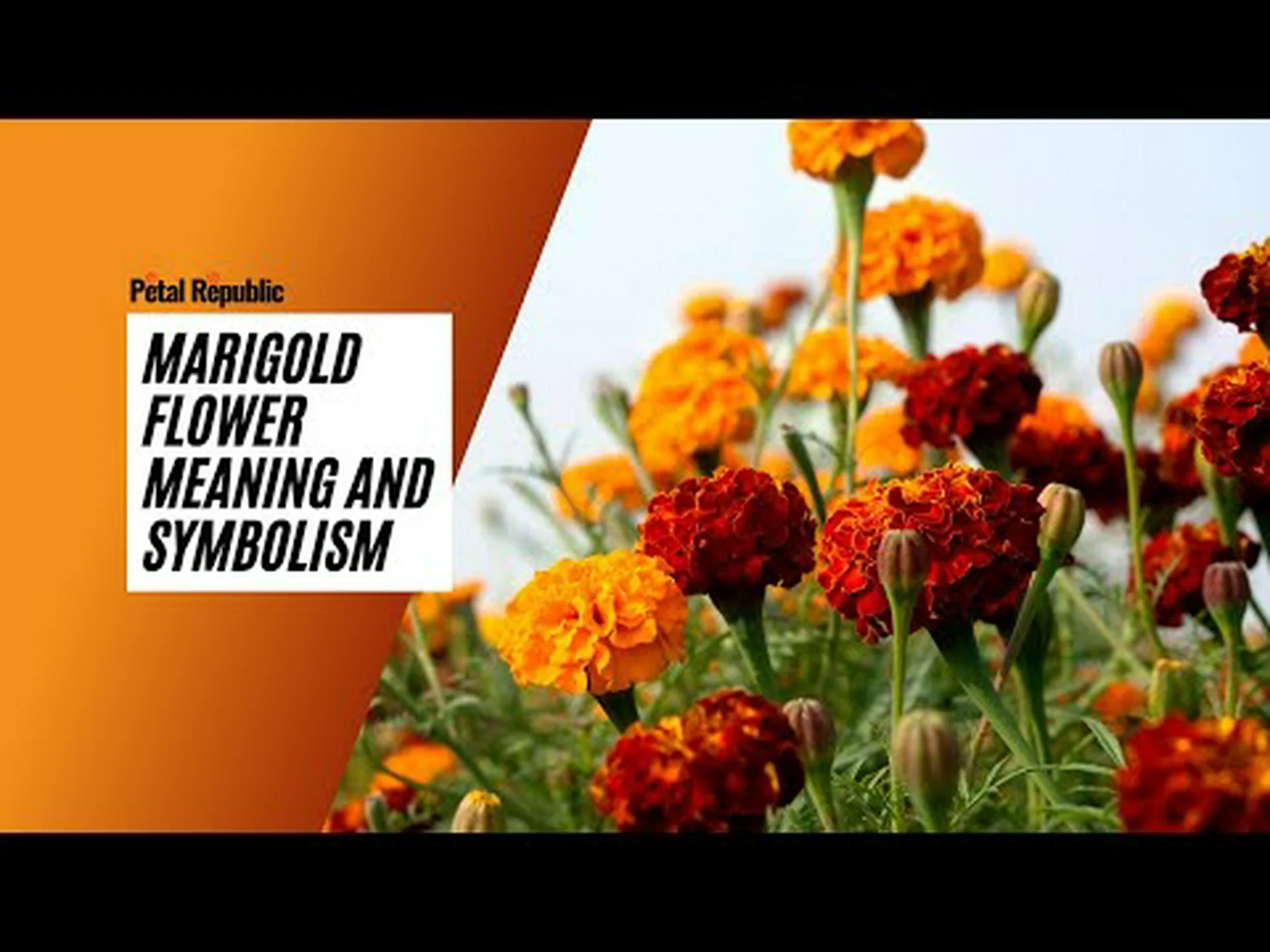 マリーゴールドの花:意味、象徴性、適切な機会 マリーゴールドの花:意味、象徴性、適切な機会