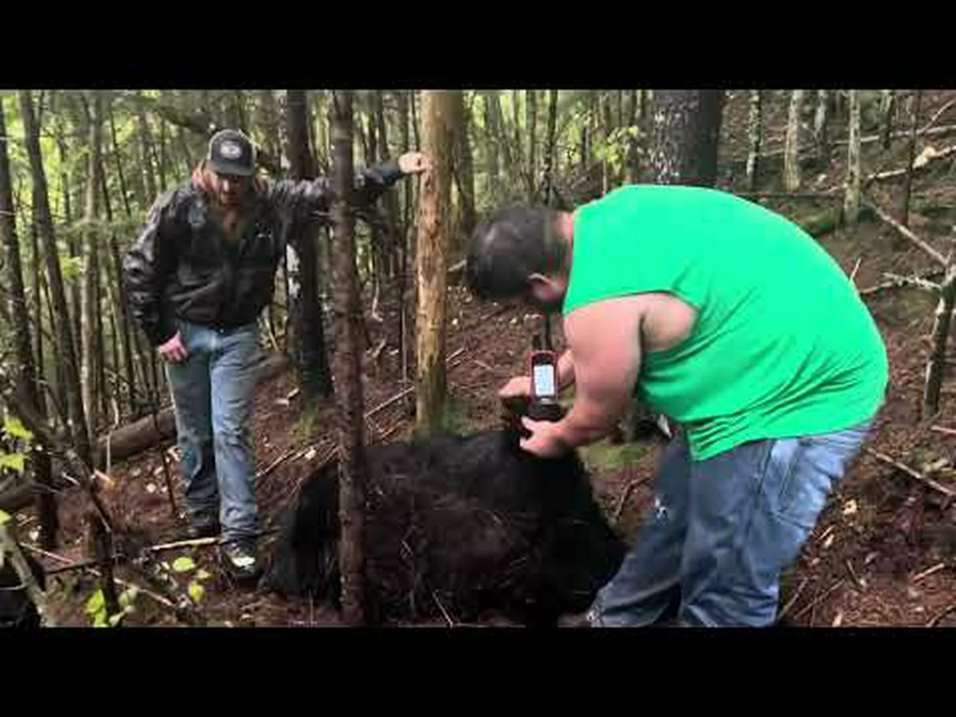 メイン州で捕獲された史上最大のツキノワグマを発見 メイン州で捕獲された史上最大のツキノワグマを発見