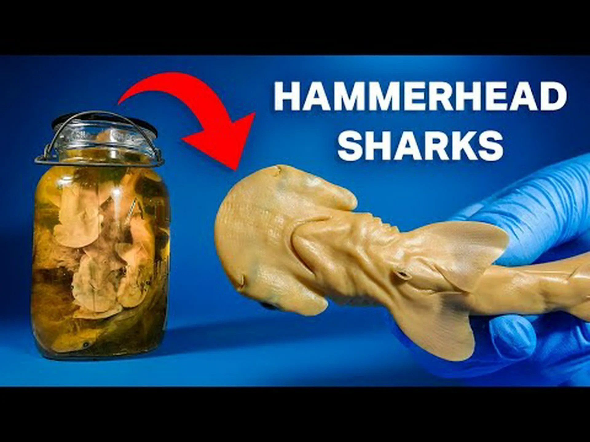 シュモクザメは何を食べるの?彼らの食生活の説明 シュモクザメは何を食べるの?彼らの食生活の説明