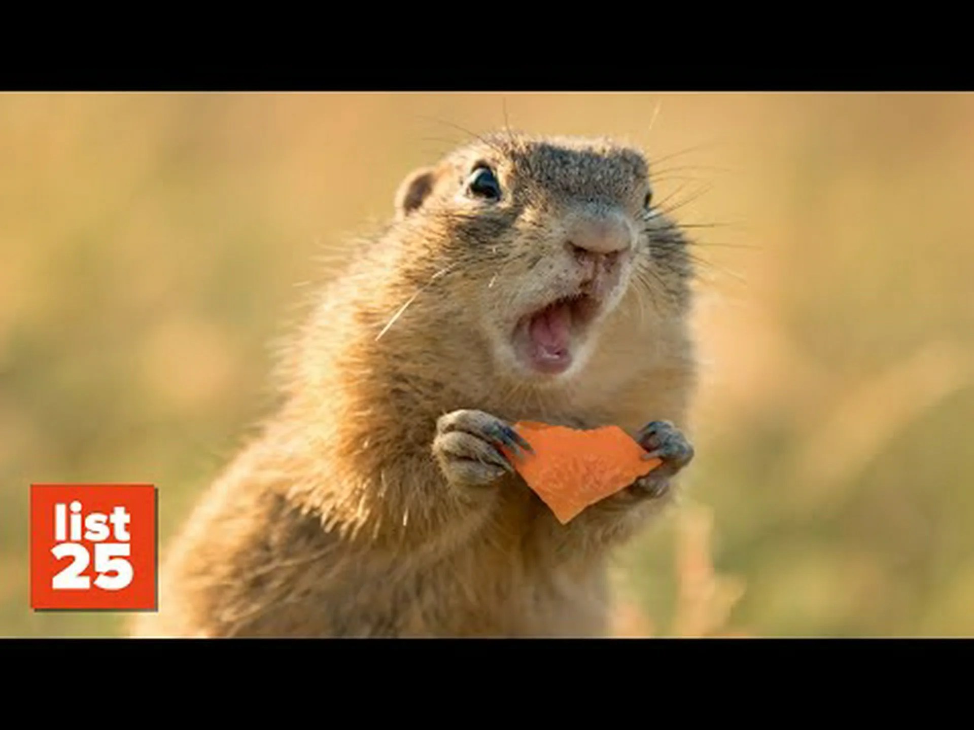 あなたが知らなかったアラバマ州の最も楽しくて興味深い 10 の事実 あなたが知らなかったアラバマ州の最も楽しくて興味深い 10 の事実