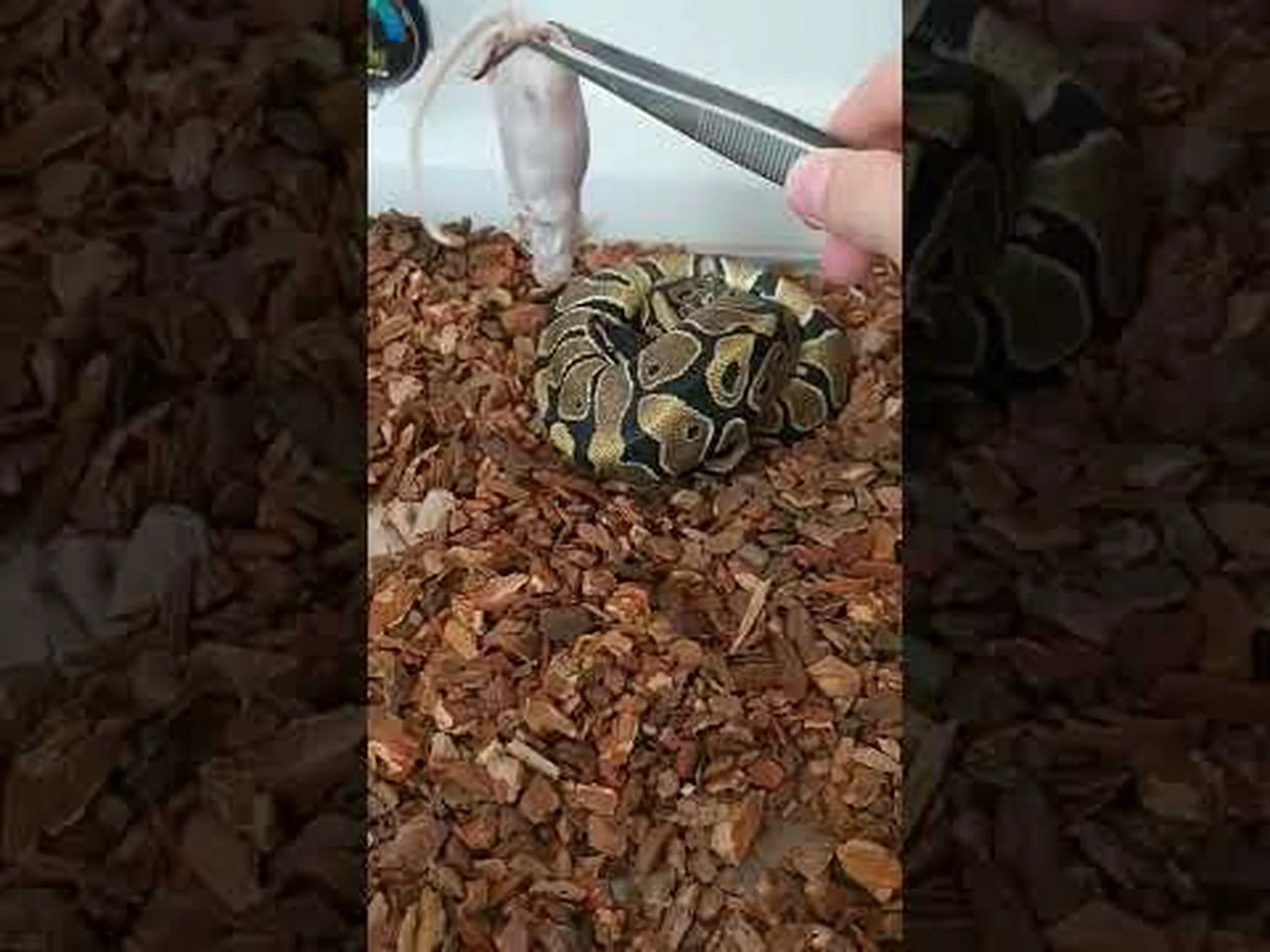 ボールパイソンの餌付け:サイズ別のチャート、食事、避けるべきもの ボールパイソンの餌付け:サイズ別のチャート、食事、避けるべきもの
