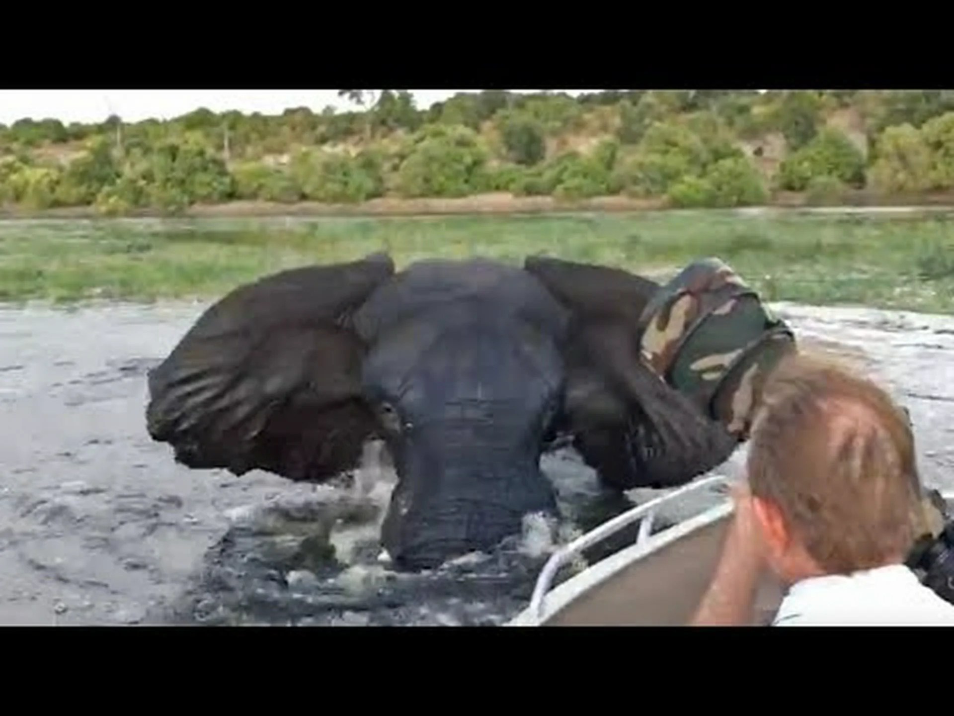 深海で草を食むゾウ、カメラマンのボートが近づきすぎたと判断し突撃 深海で草を食むゾウ、カメラマンのボートが近づきすぎたと判断し突撃