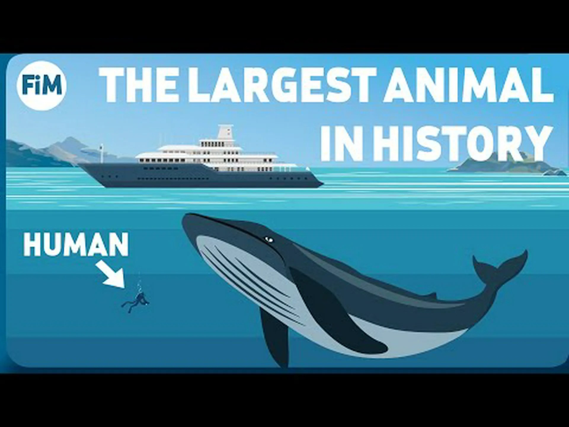 ザトウクジラの大きさの比較: どれくらい大きくなるの? ザトウクジラの大きさの比較: どれくらい大きくなるの?