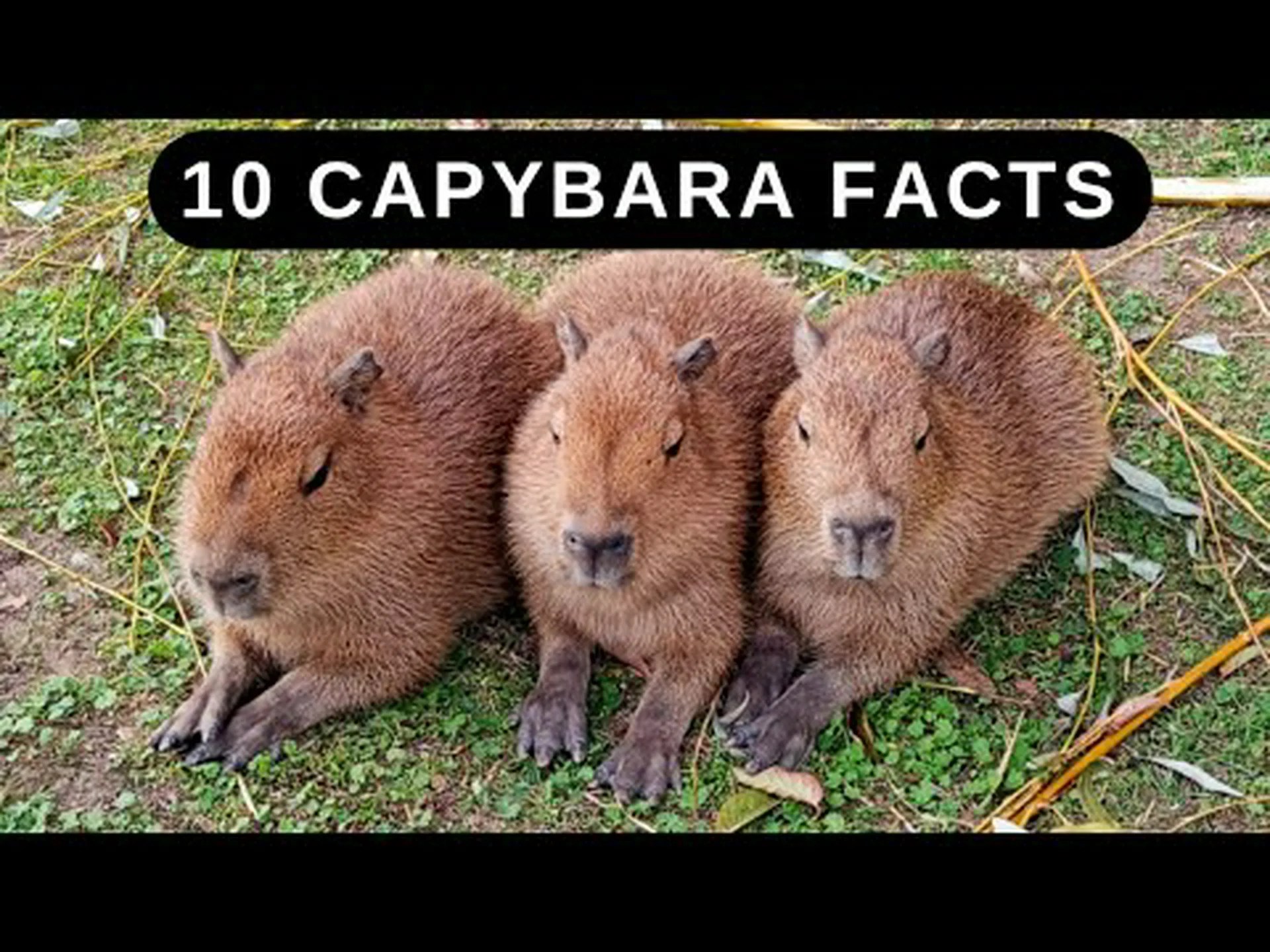 カピバラに関する 10 の驚くべき事実 カピバラに関する 10 の驚くべき事実