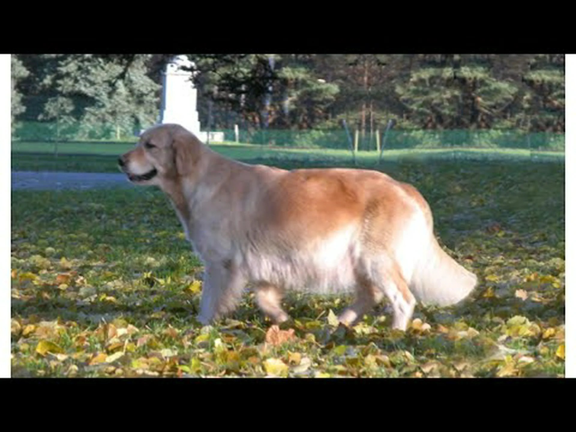 ゴールデンレトリバーの妊娠期間:ゴールデンレトリバーの妊娠期間はどれくらい? ゴールデンレトリバーの妊娠期間:ゴールデンレトリバーの妊娠期間はどれくらい?