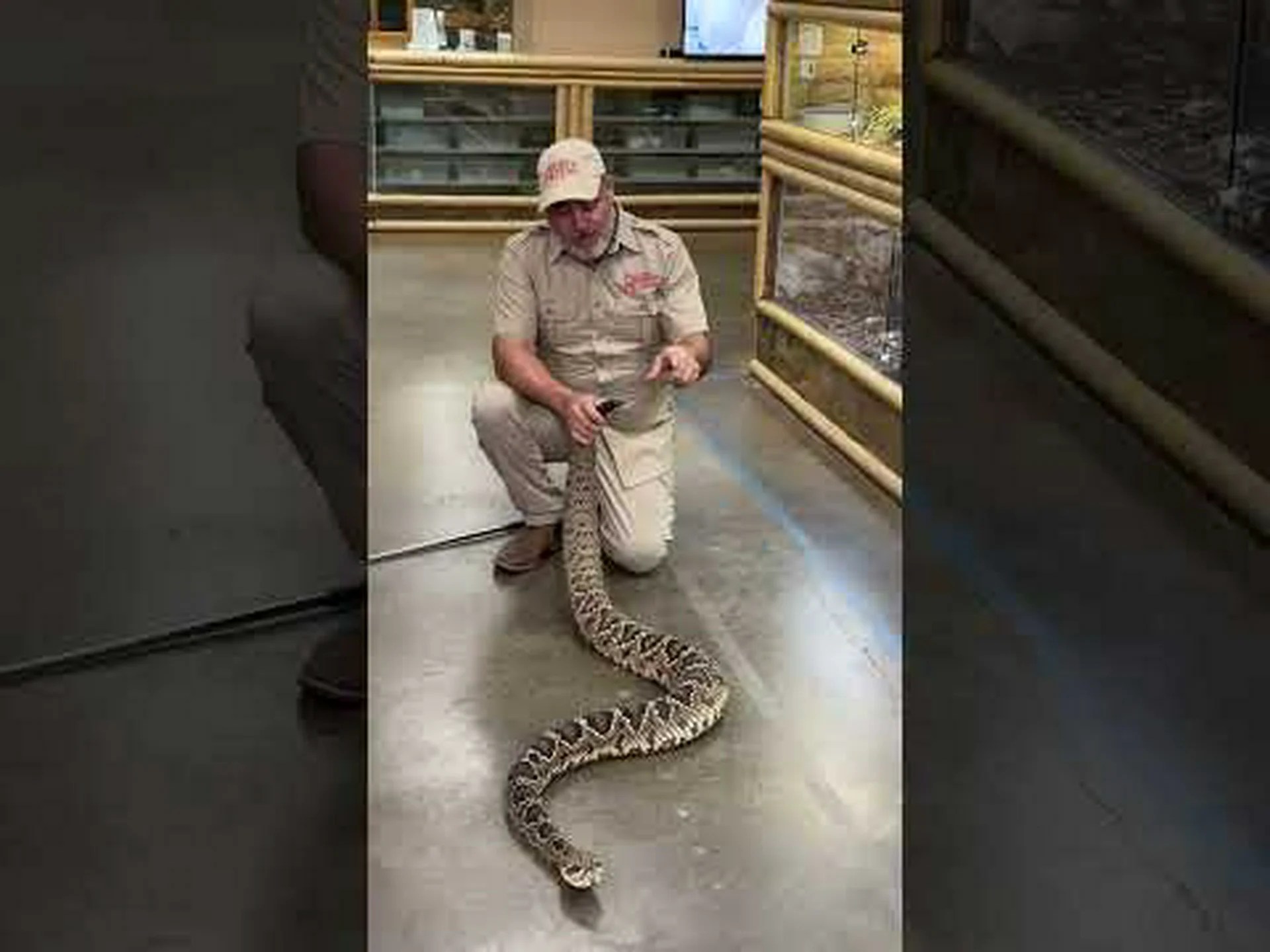 イギリスでこれまでに記録された最大のガラガラヘビを発見 イギリスでこれまでに記録された最大のガラガラヘビを発見