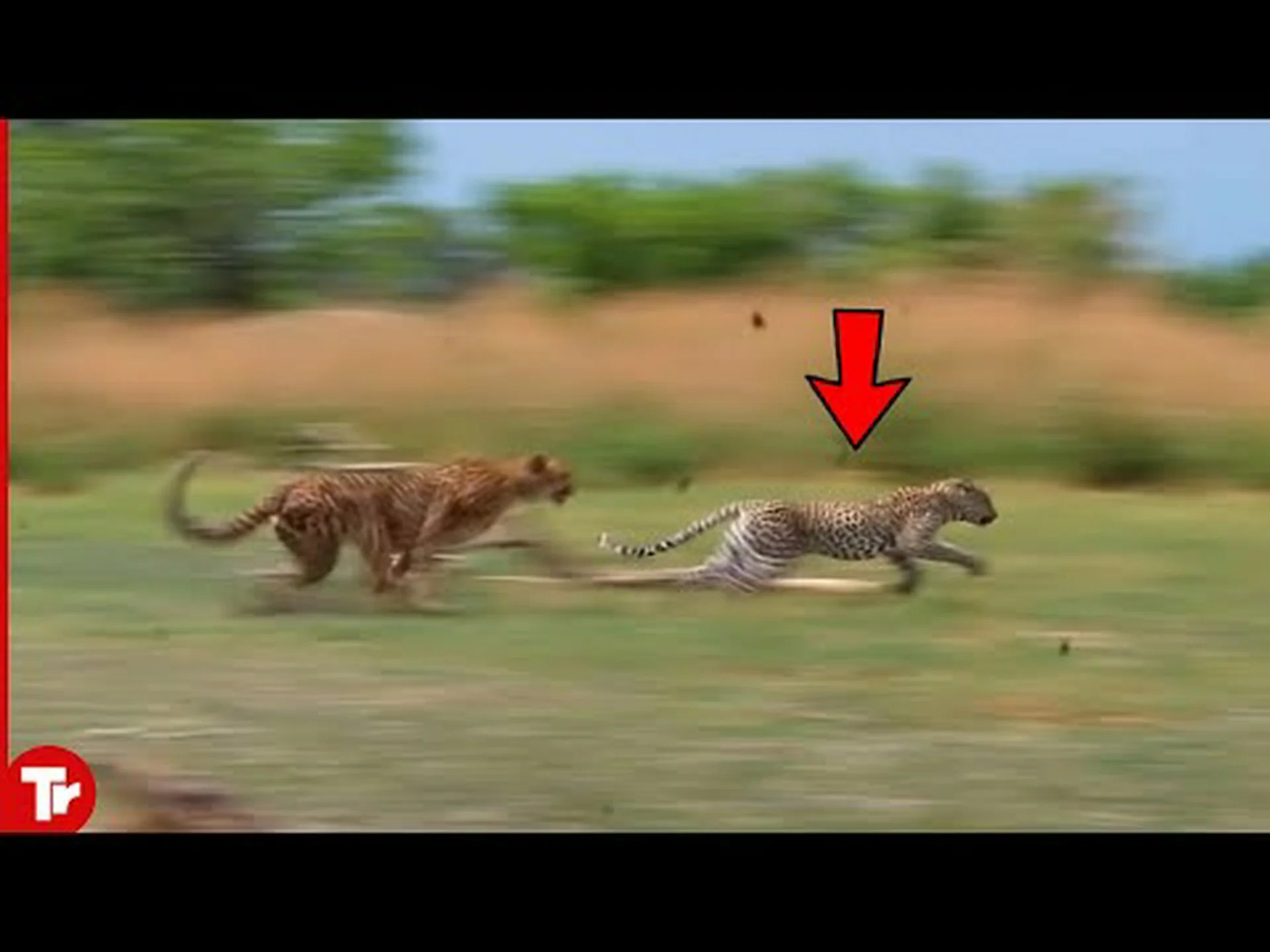 マウンテン ライオン vs チーター: 大きなネコ科の動物はどちらが勝ちますか? マウンテン ライオン vs チーター: 大きなネコ科の動物はどちらが勝ちますか?