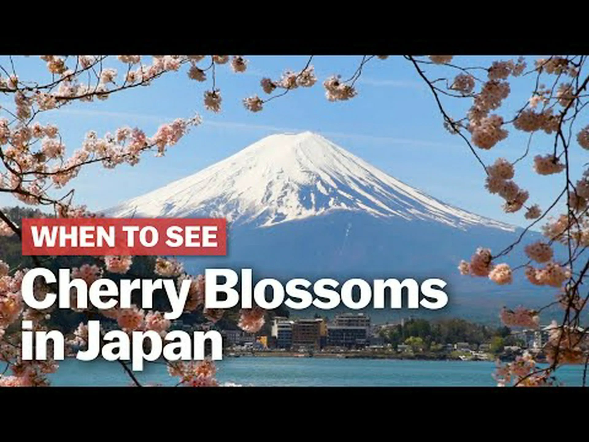 テキサスの桜: 開花時期と見どころ テキサスの桜: 開花時期と見どころ