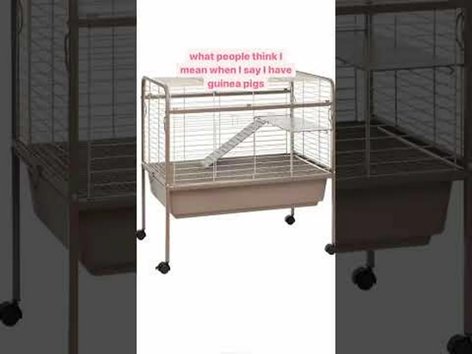 モルモットの肉:クイについて知っておくべき7つのこと モルモットの肉:クイについて知っておくべき7つのこと