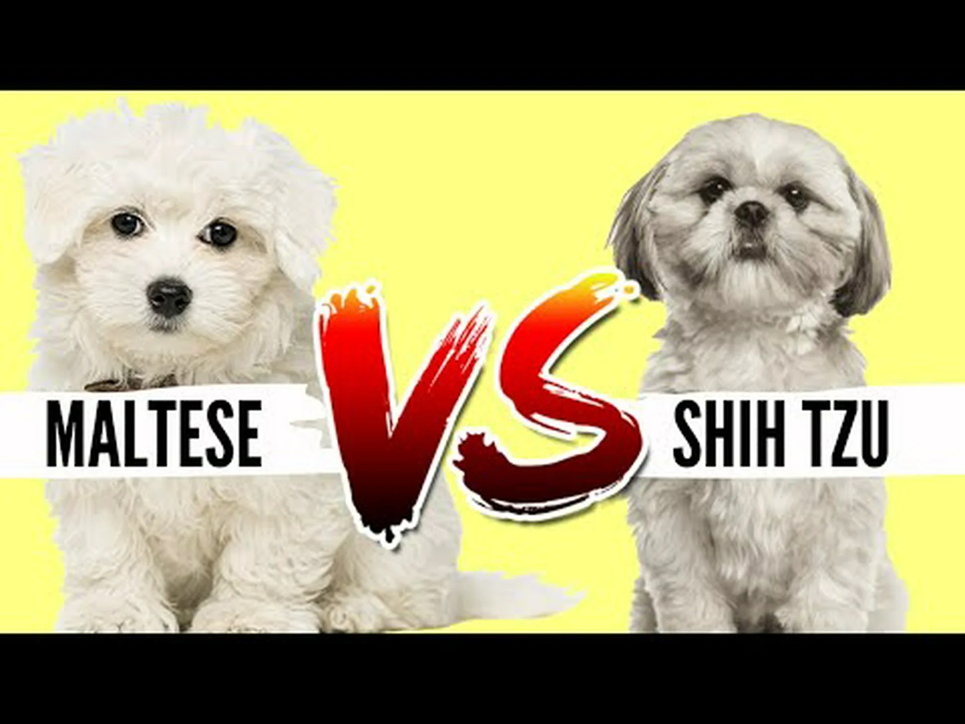 シーズーとマルチーズ: 8 つの主な違いは何ですか? シーズーとマルチーズ: 8 つの主な違いは何ですか?