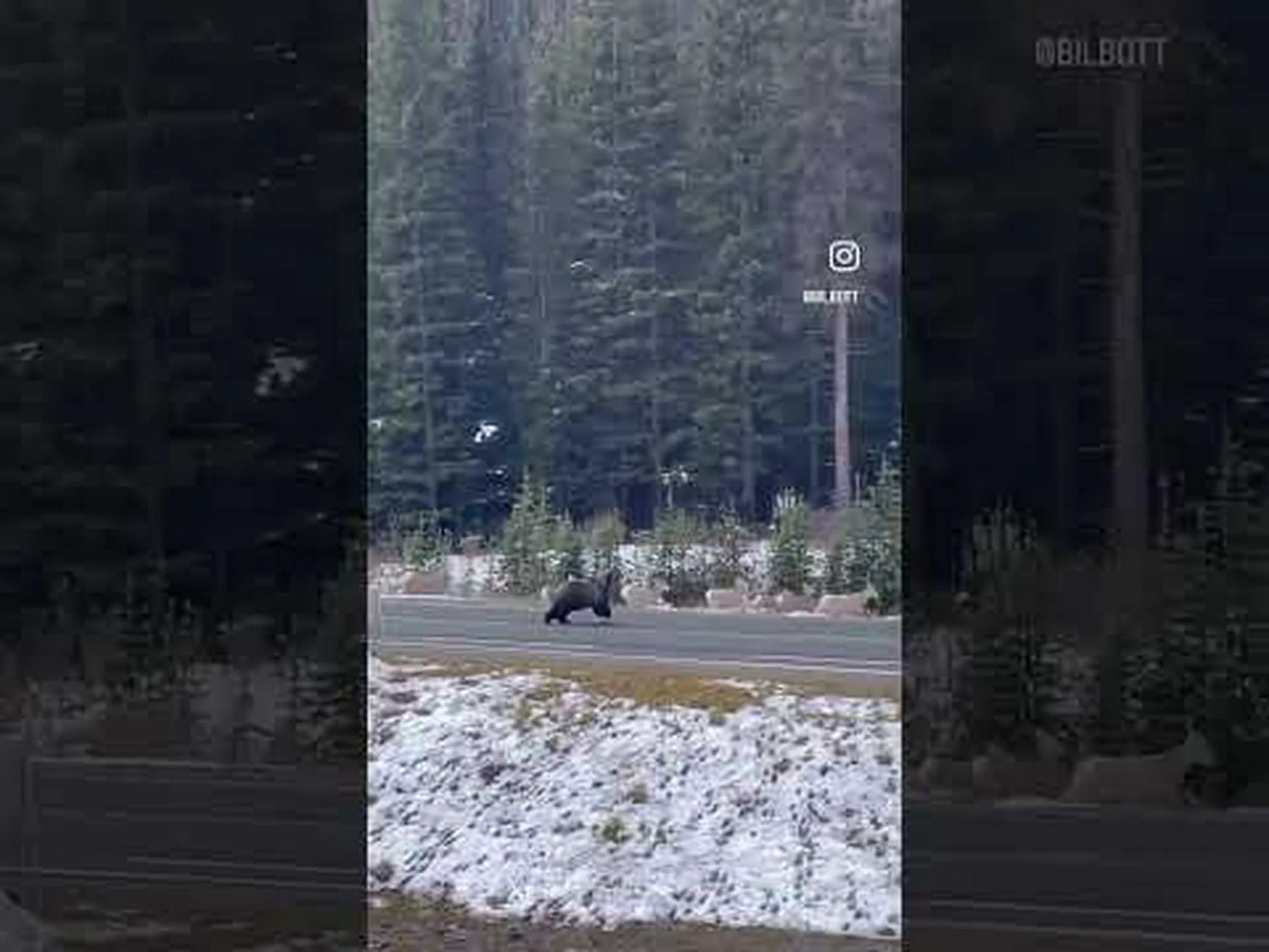 交通量の多い高速道路をハイイログマがオオツノヒツジの群れを追いかける様子をご覧ください 交通量の多い高速道路をハイイログマがオオツノヒツジの群れを追いかける様子をご覧ください