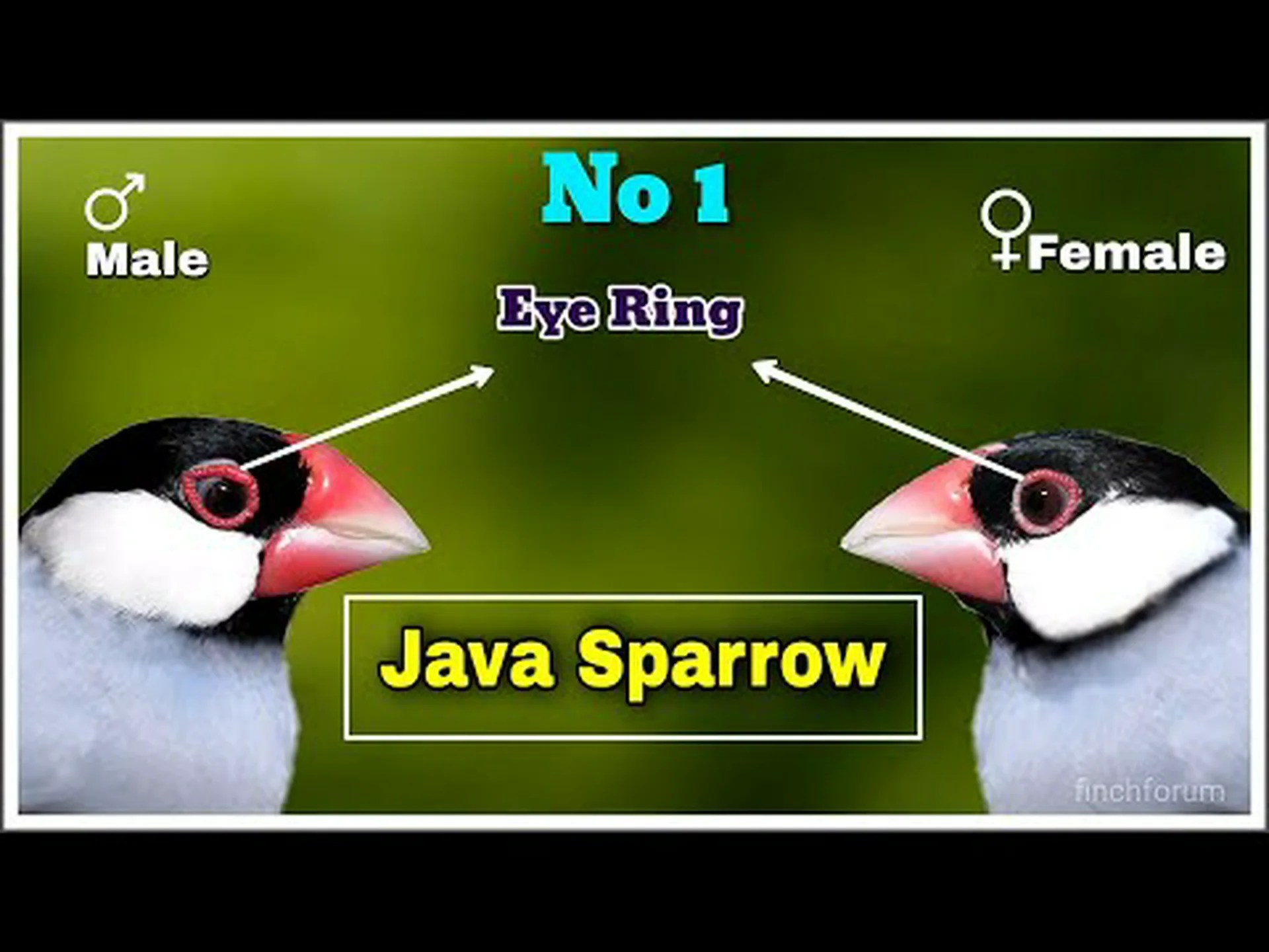 スズメとツバメ: 主な違いの説明 スズメとツバメ: 主な違いの説明