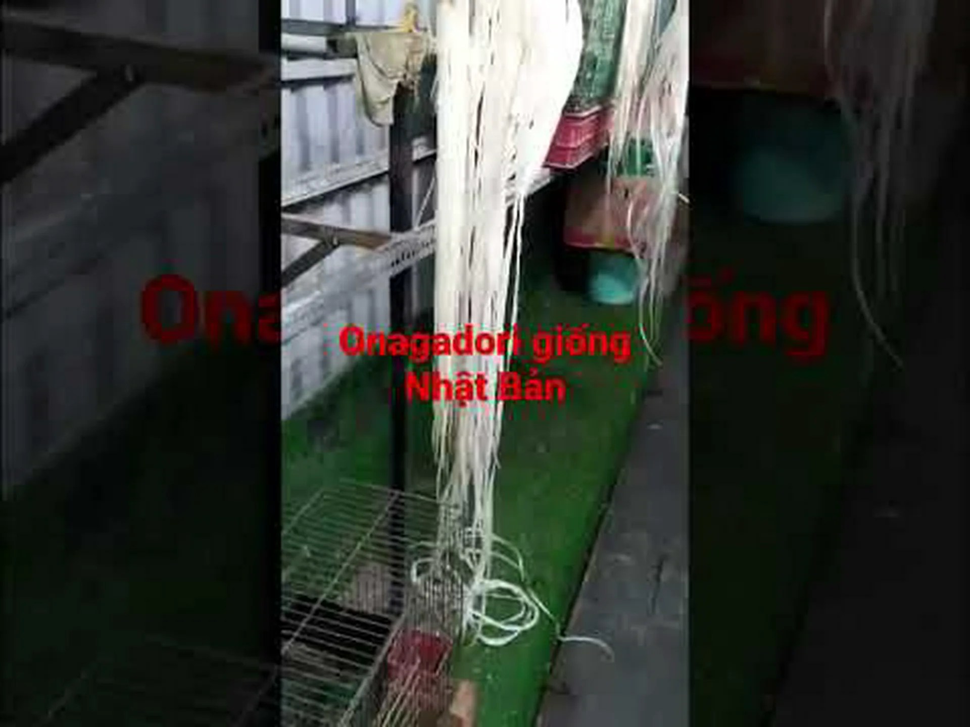 翁長鶏についていくつかの驚くべき事実を発見した! 翁長鶏についていくつかの驚くべき事実を発見した!