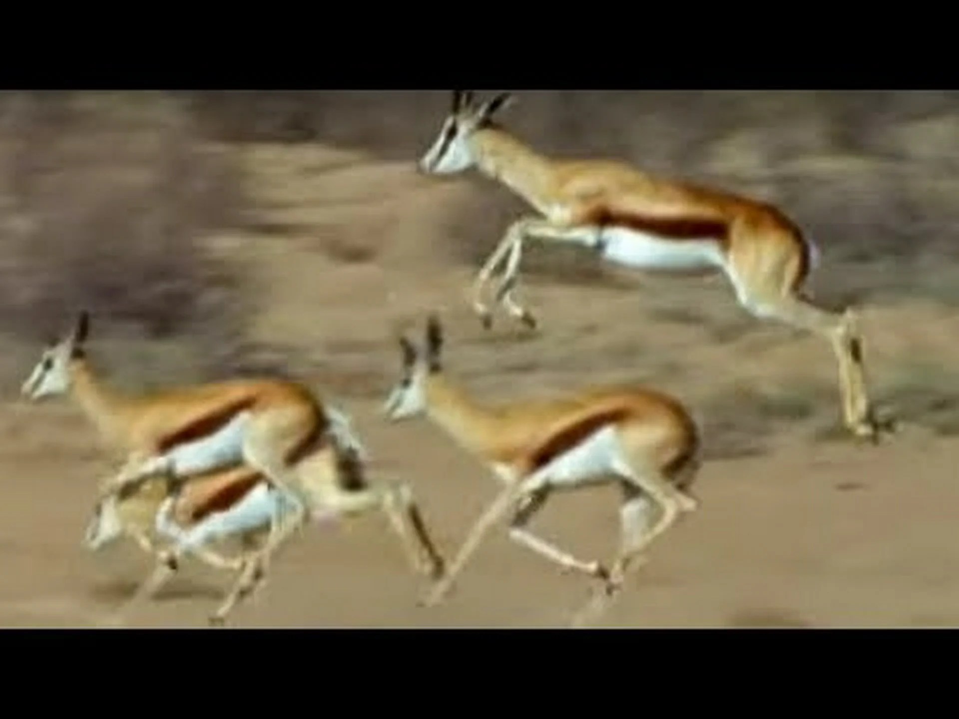 まるでオリンピックにいるかのように命をかけて走るカモシカの姿をご覧ください まるでオリンピックにいるかのように命をかけて走るカモシカの姿をご覧ください