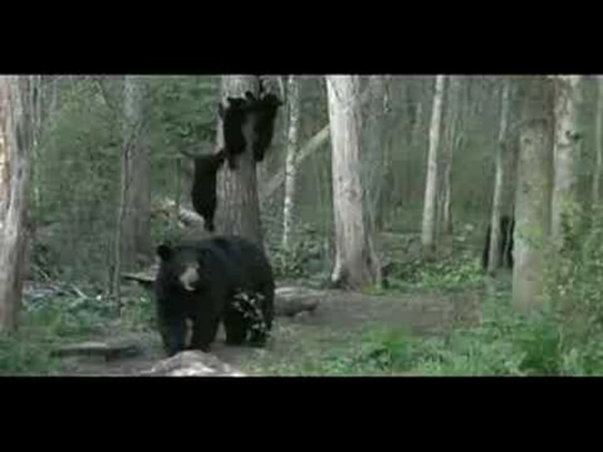 母親のツキノワグマは、脅迫する雄を追いかける前に、自分の子グマが安全に木の上にいることを確認する 母親のツキノワグマは、脅迫する雄を追いかける前に、自分の子グマが安全に木の上にいることを確認する