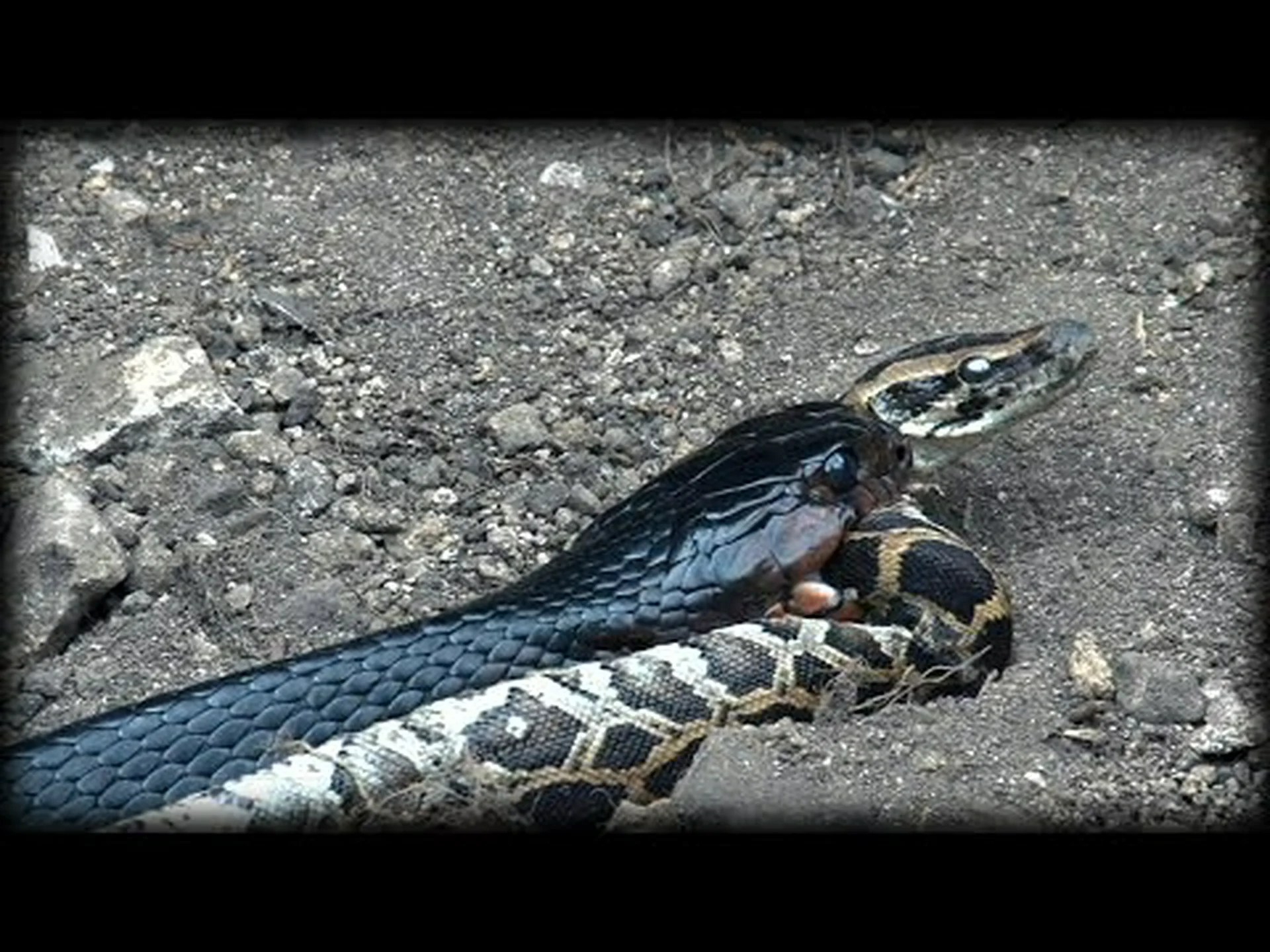 インディゴヘビがニシキヘビを丸ごと食べる様子を観察する インディゴヘビがニシキヘビを丸ごと食べる様子を観察する