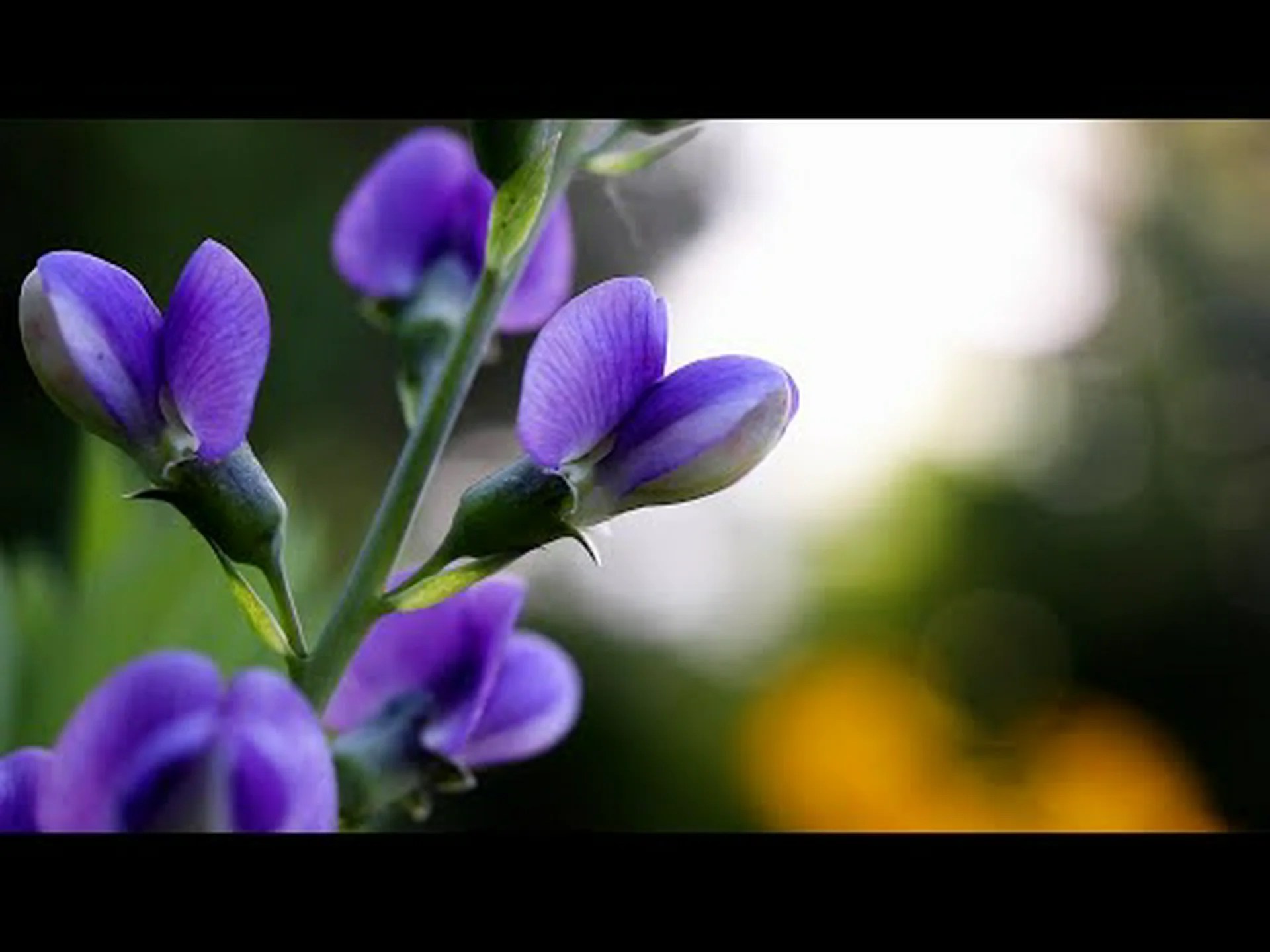 インディゴと偽インディゴ: 主な違い インディゴと偽インディゴ: 主な違い