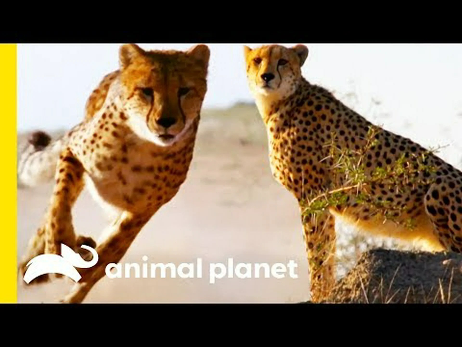 チーターが最高速度でどれだけ長く走れるかを発見する チーターが最高速度でどれだけ長く走れるかを発見する