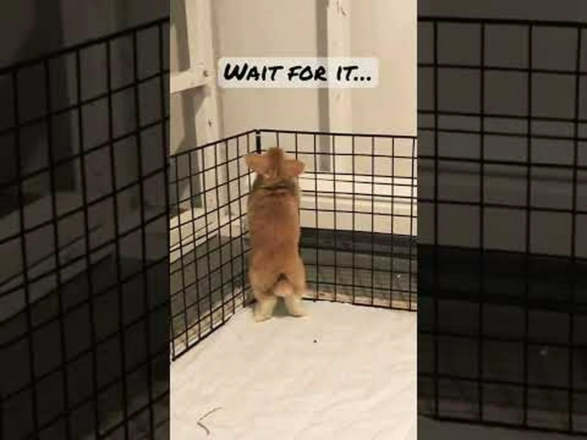 ホーランドロップの色: 最も珍しいものから最も一般的なものまで ホーランドロップの色: 最も珍しいものから最も一般的なものまで