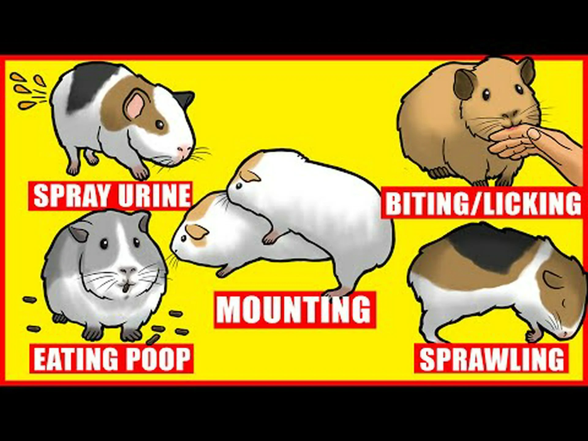 モルモットは噛みますか?モルモットと人間の関わりについて知っておくべきことすべて モルモットは噛みますか?モルモットと人間の関わりについて知っておくべきことすべて