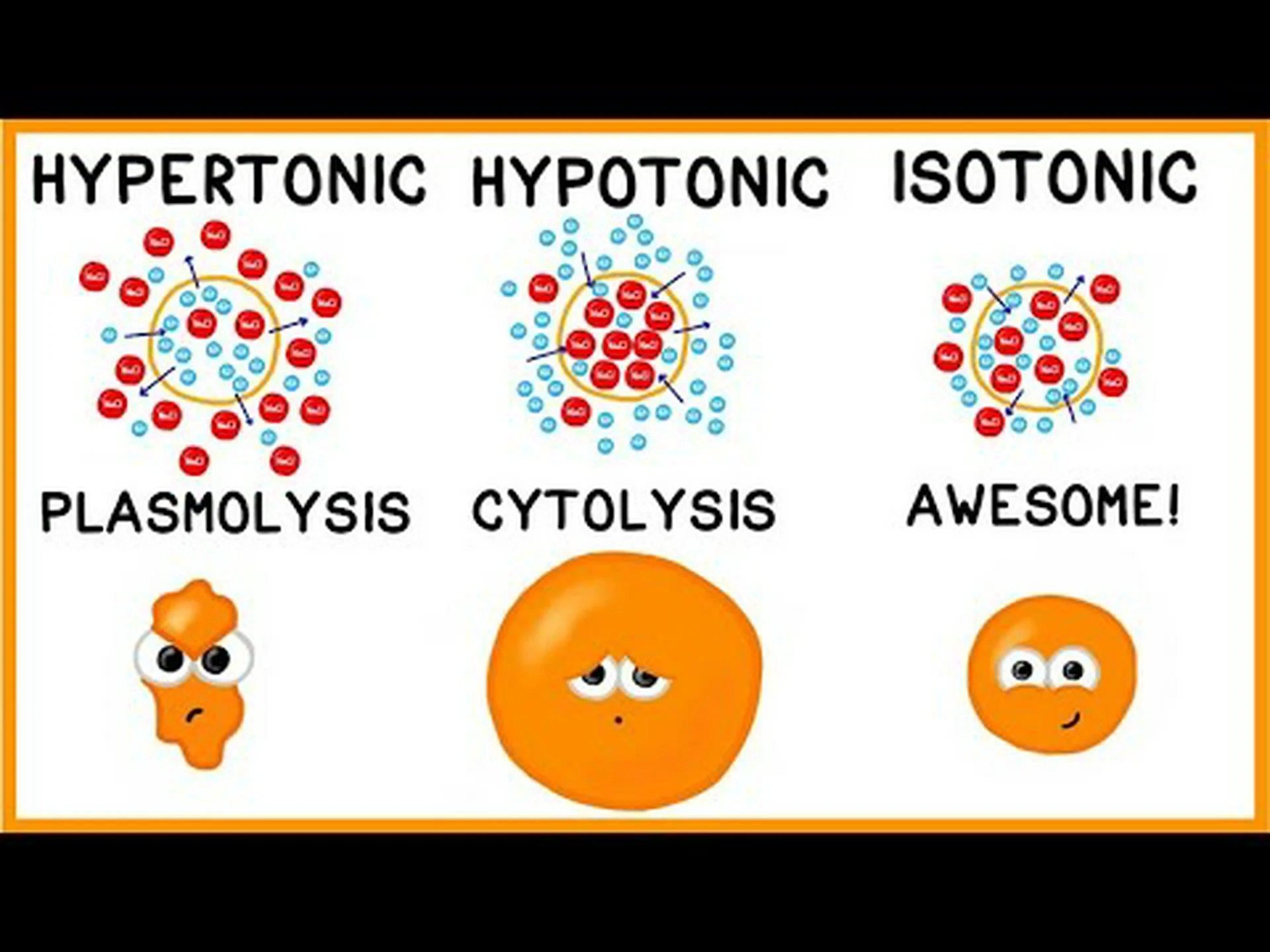 高張性と低張性: 細胞に対する溶質の影響を理解する 高張性と低張性: 細胞に対する溶質の影響を理解する