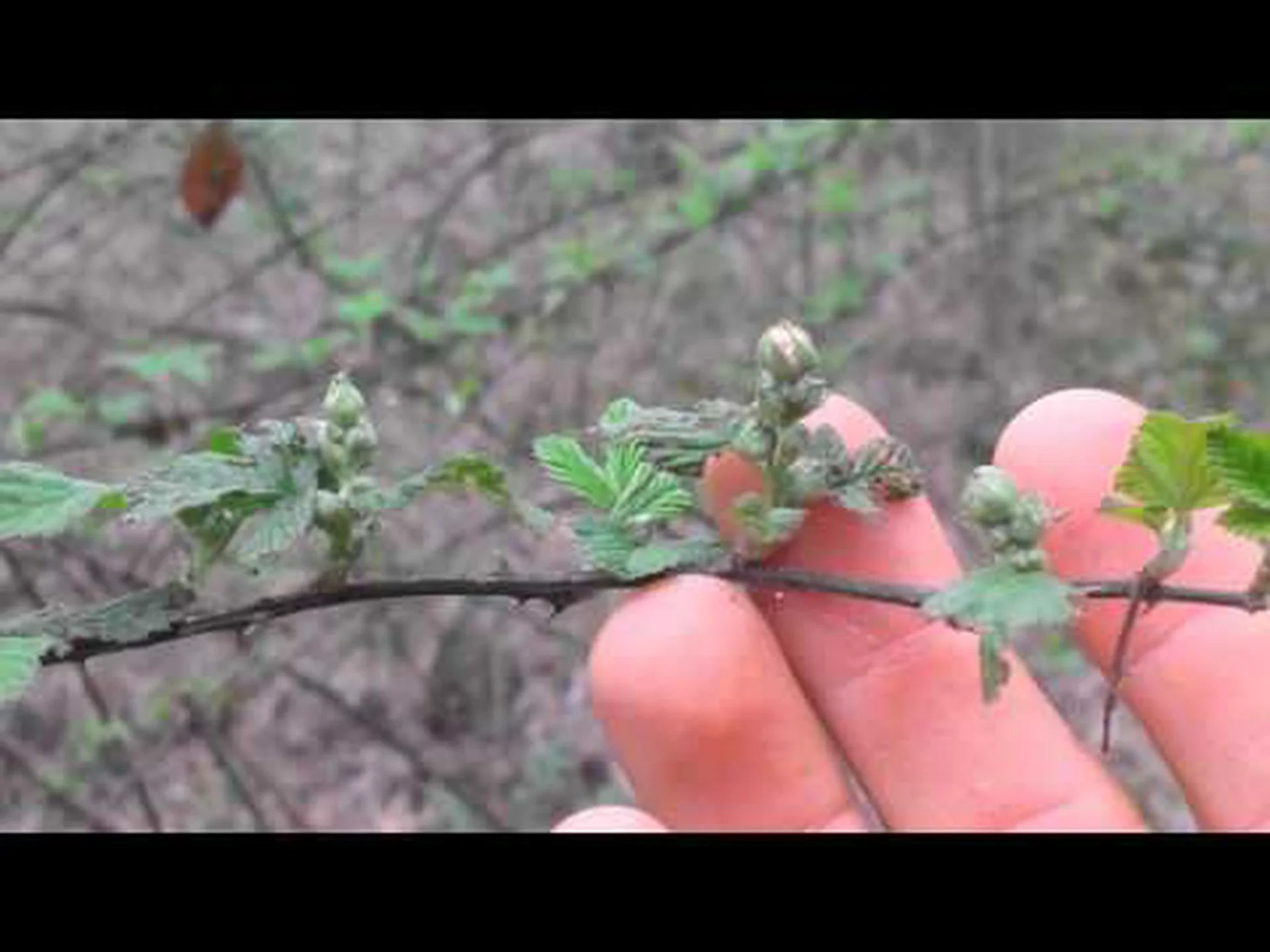 デューベリーとブラックベリー: 違いはありますか? デューベリーとブラックベリー: 違いはありますか?