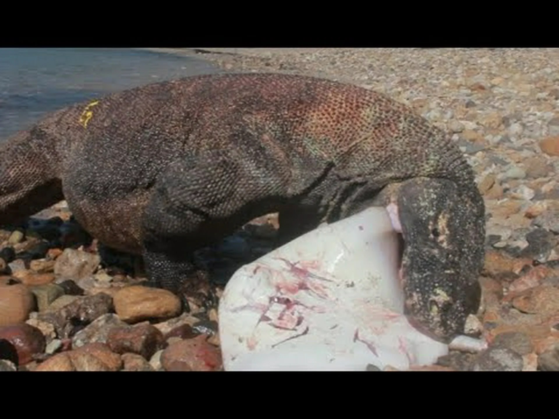 粘り強いコモドオオトカゲがアカエイを丸呑みする様子を観察する 粘り強いコモドオオトカゲがアカエイを丸呑みする様子を観察する