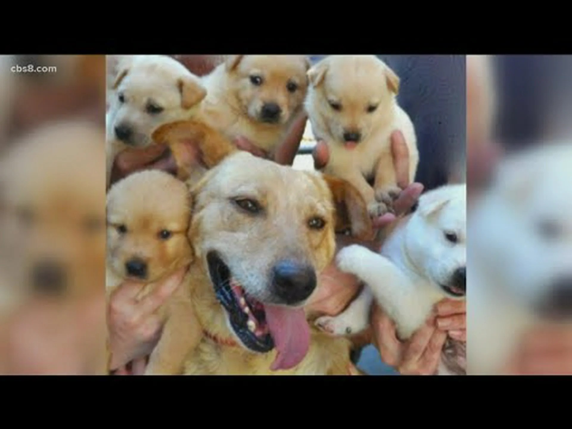 2024 年国家救助犬の日の日付、由来、祝い方 2024 年国家救助犬の日の日付、由来、祝い方