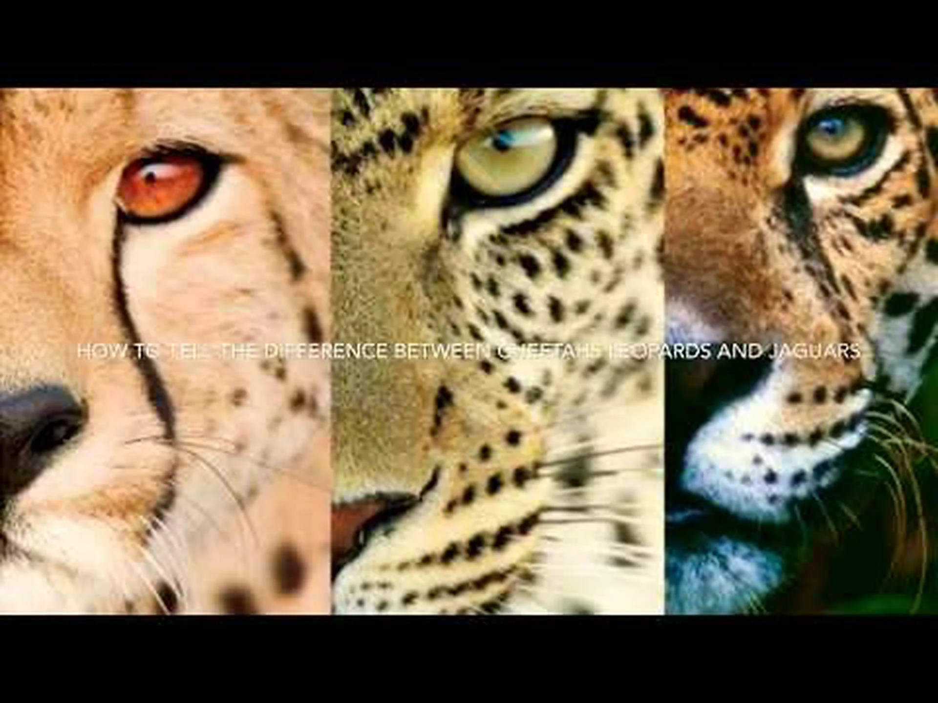 ヒョウとチーター – 5 つの主な違い ヒョウとチーター – 5 つの主な違い