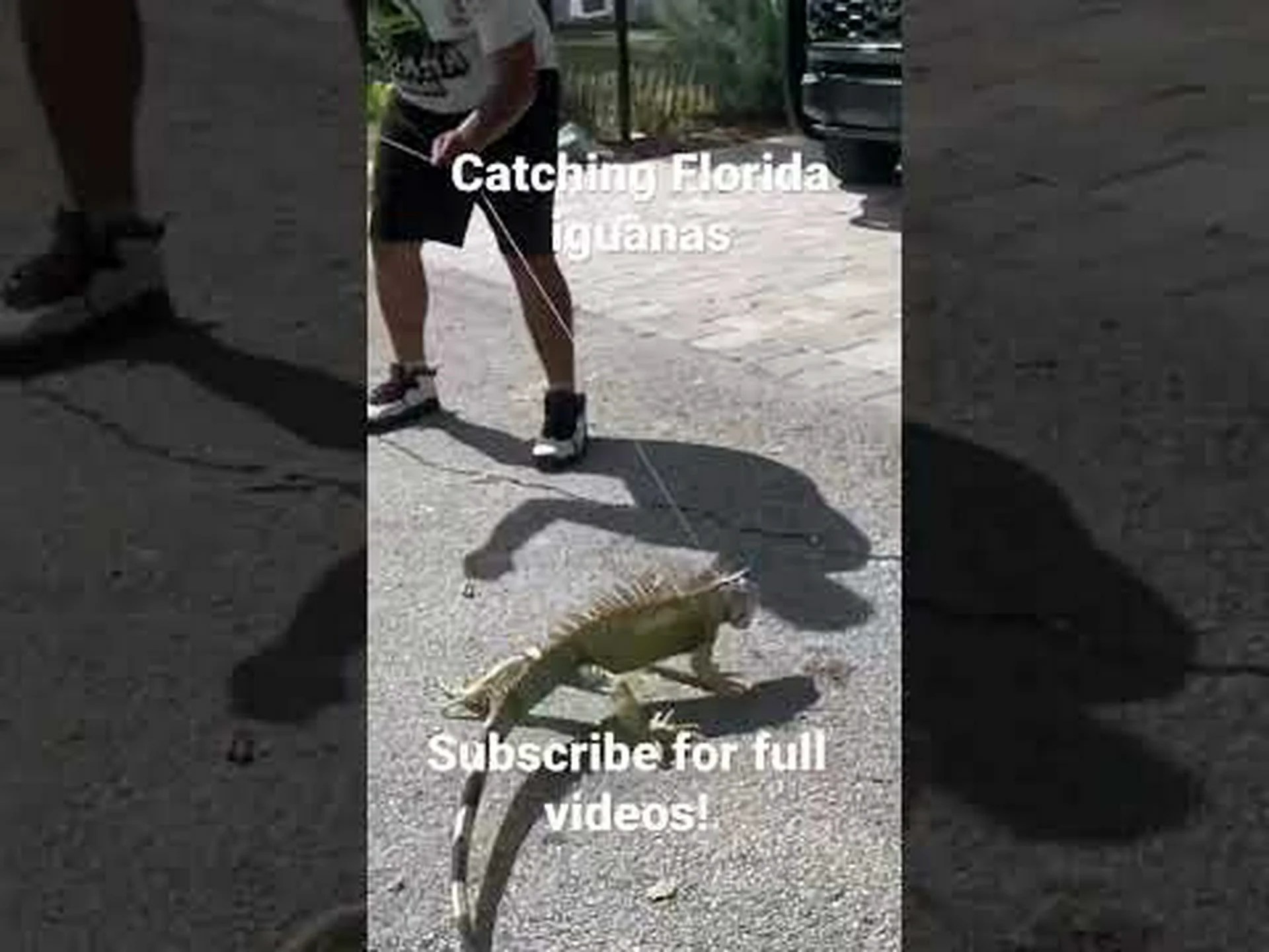 米国の 3 つの最大のイグアナを発見してください…。危険なものはありますか? 米国の 3 つの最大のイグアナを発見してください…。危険なものはありますか?